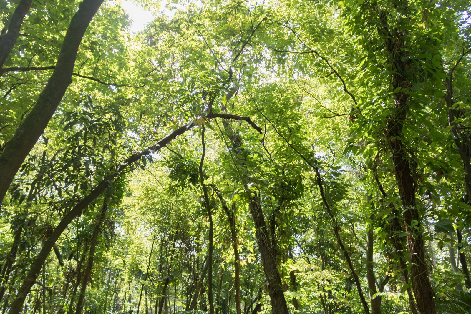 Canon EOS 750D (EOS Rebel T6i / EOS Kiss X8i) sample photo. Trees, tree, landscape photography