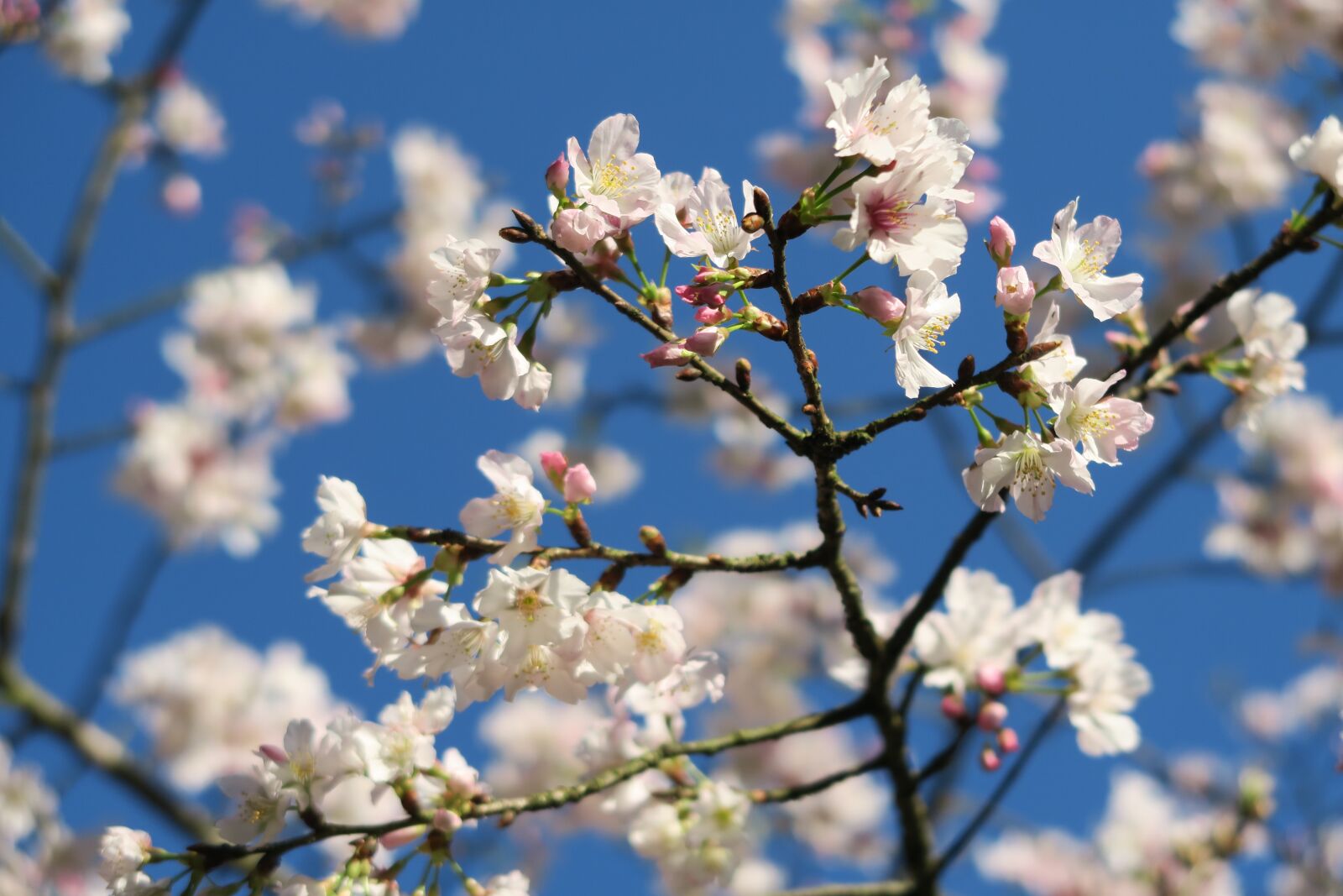 Canon PowerShot G7 X sample photo. Cherry wood, tree, flower photography