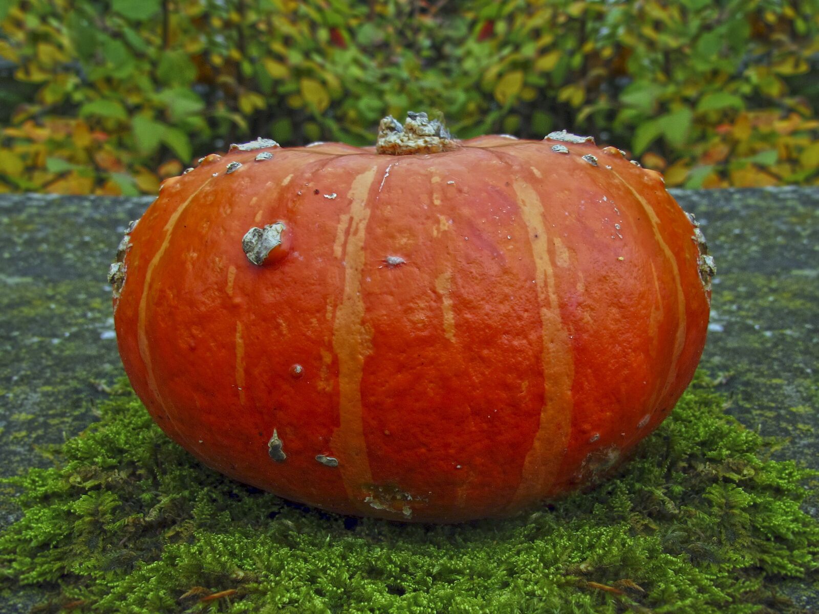 Canon PowerShot G12 sample photo. Pumpkin, great pumpkin, autumn photography