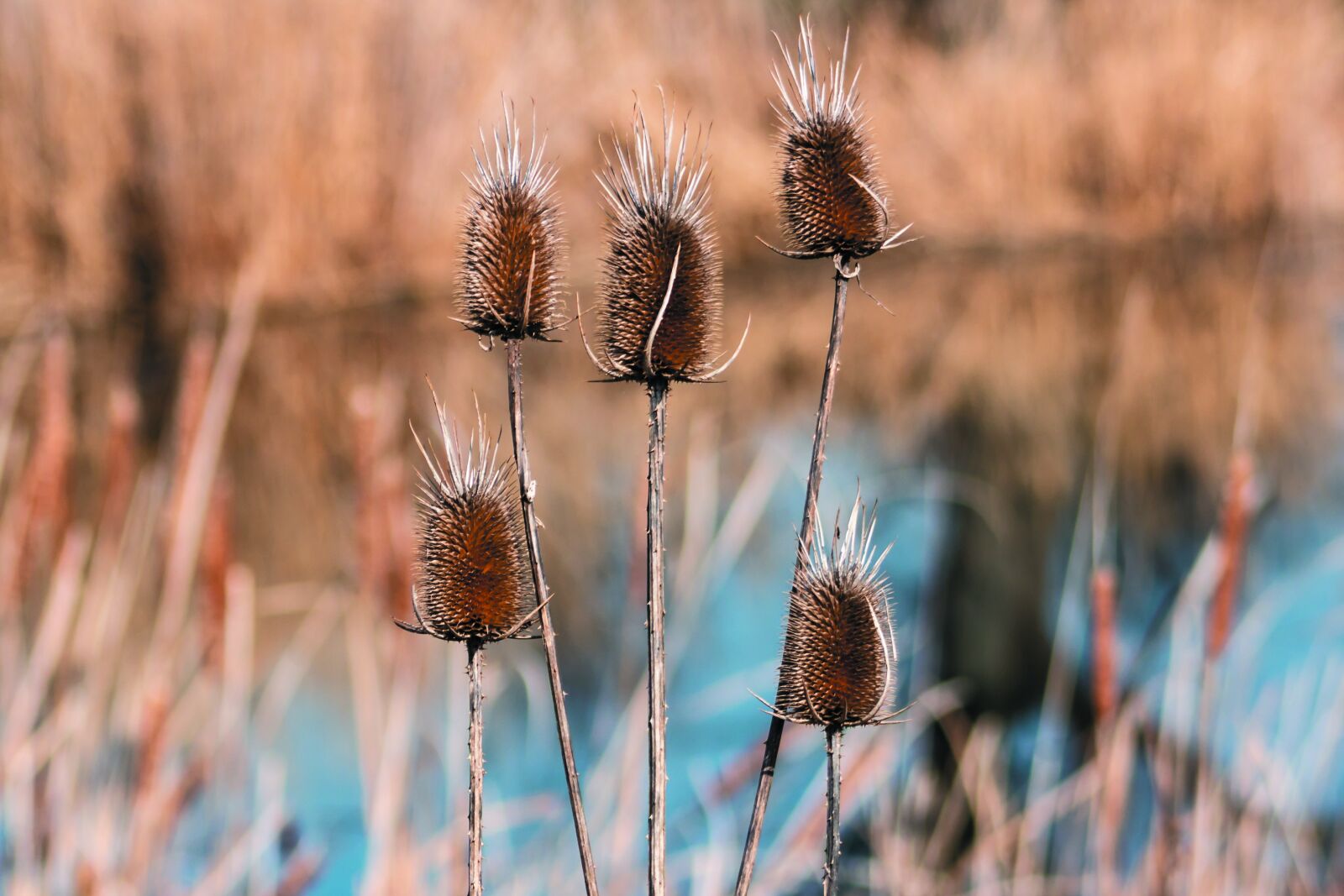 Canon EF75-300mm f/4-5.6 sample photo. Szam rk r photography