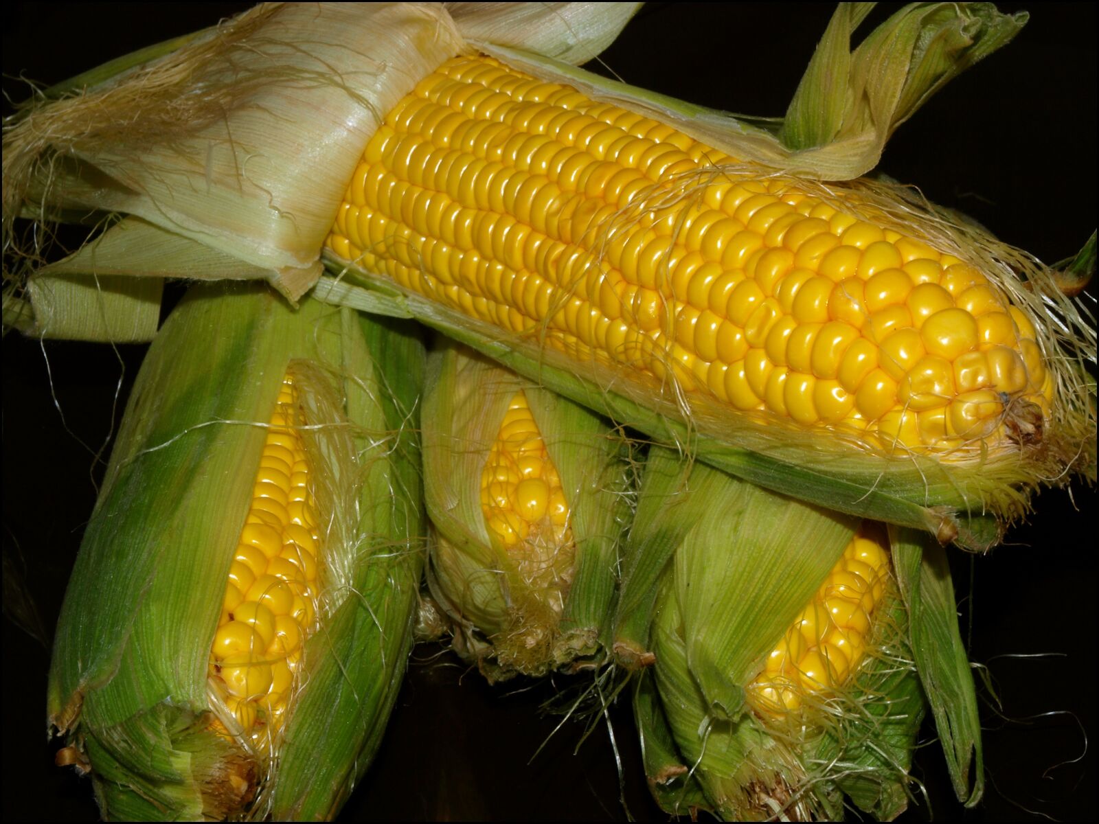 Olympus E-520 (EVOLT E-520) sample photo. Corn, the ear, harvest photography