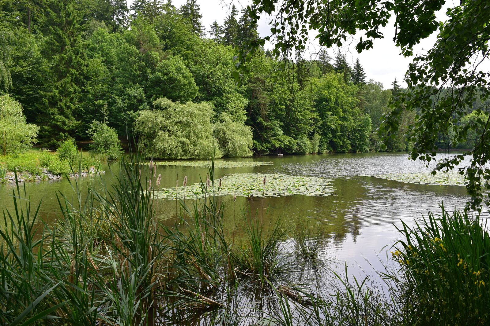 Nikon D5300 sample photo. Lake, pond, nuphar photography