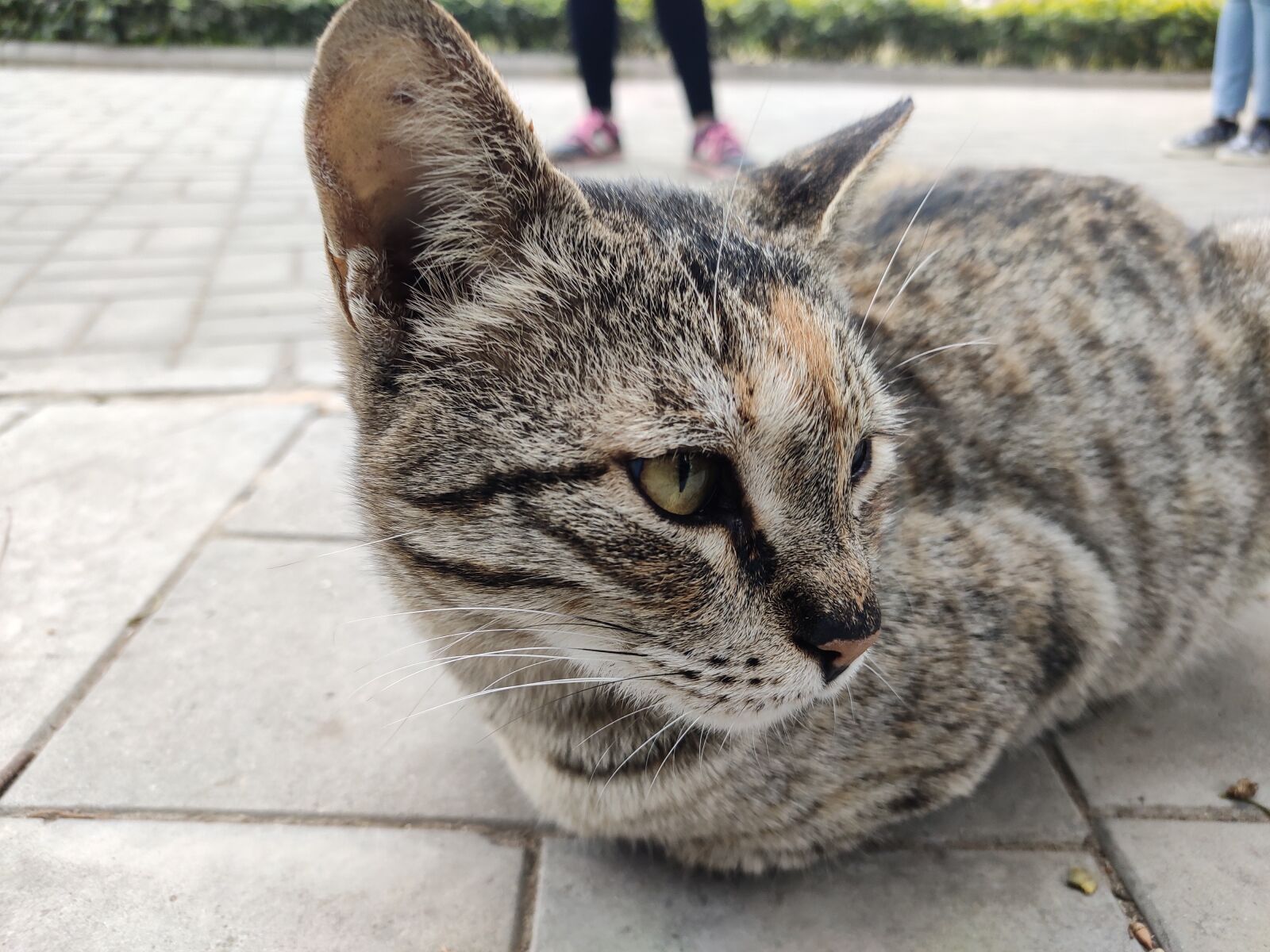 Xiaomi Redmi Note 7 Pro sample photo. Cat, animal, pet photography