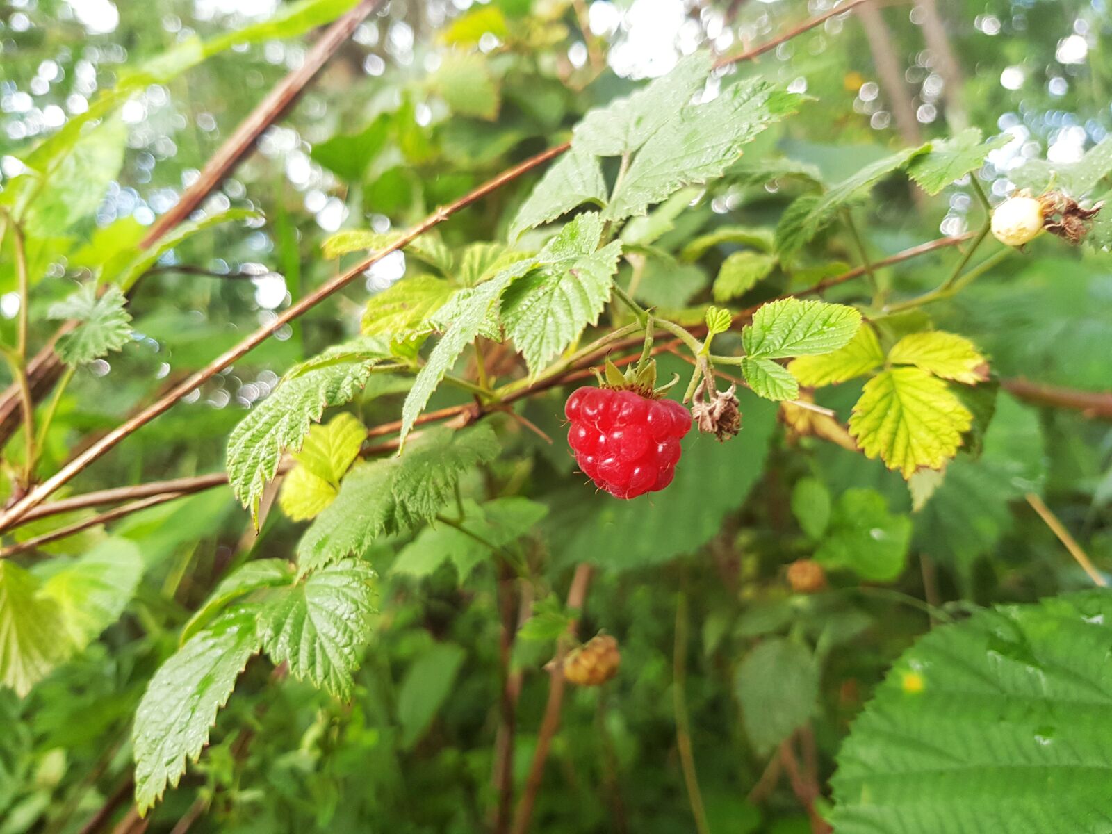 Samsung Galaxy S8 sample photo. Raspberry, bush, fruit photography