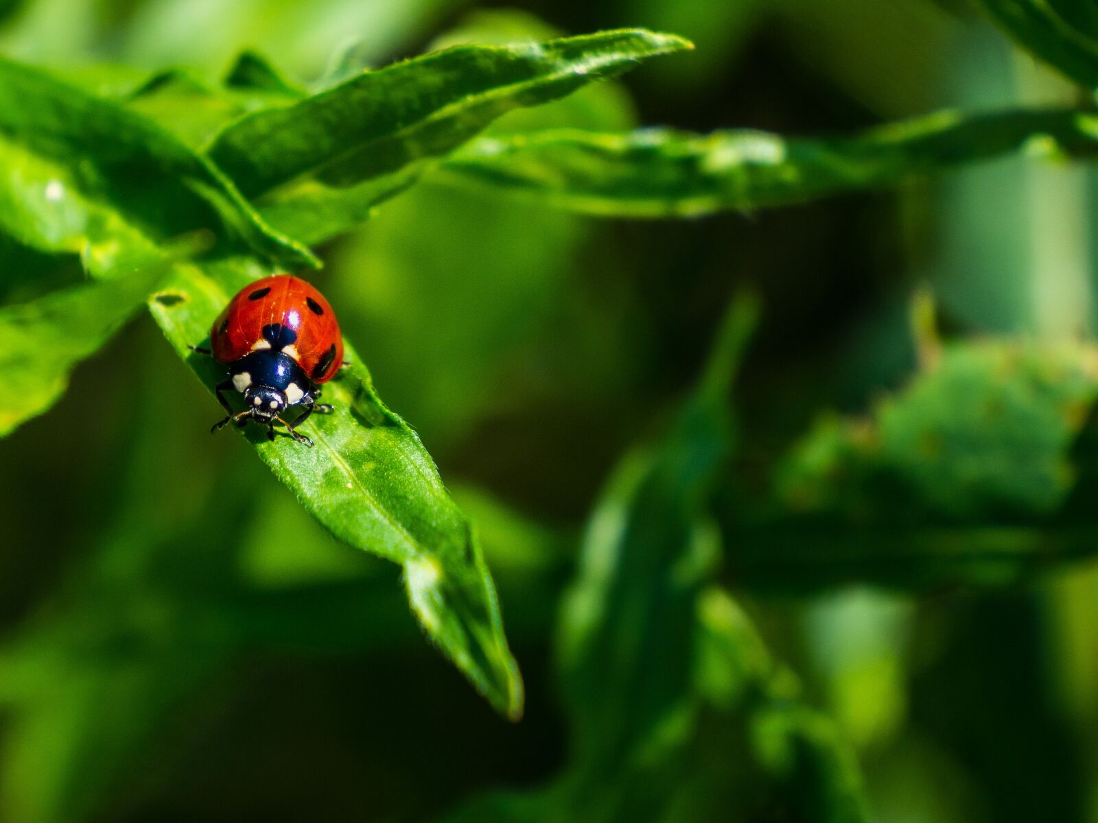 Olympus OM-D E-M10 III sample photo. Sun, sedmitečné, beetle photography