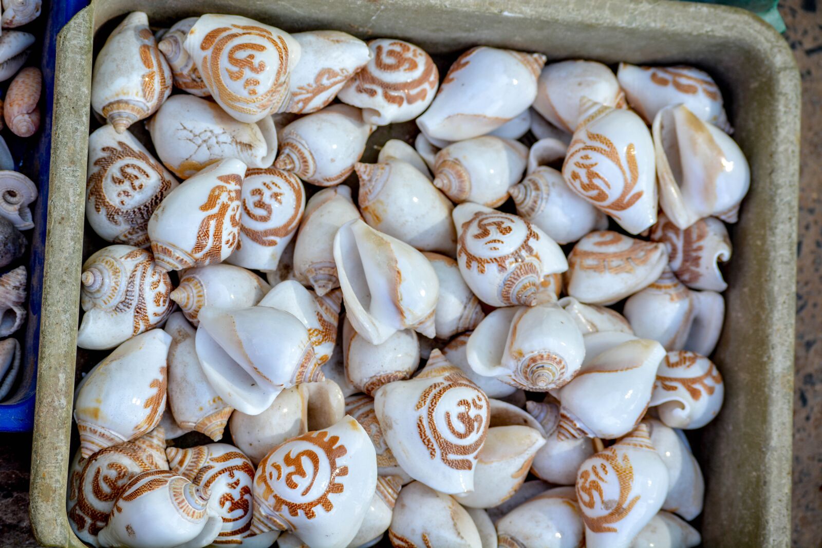 Nikon D5200 sample photo. Snail, shell, india photography
