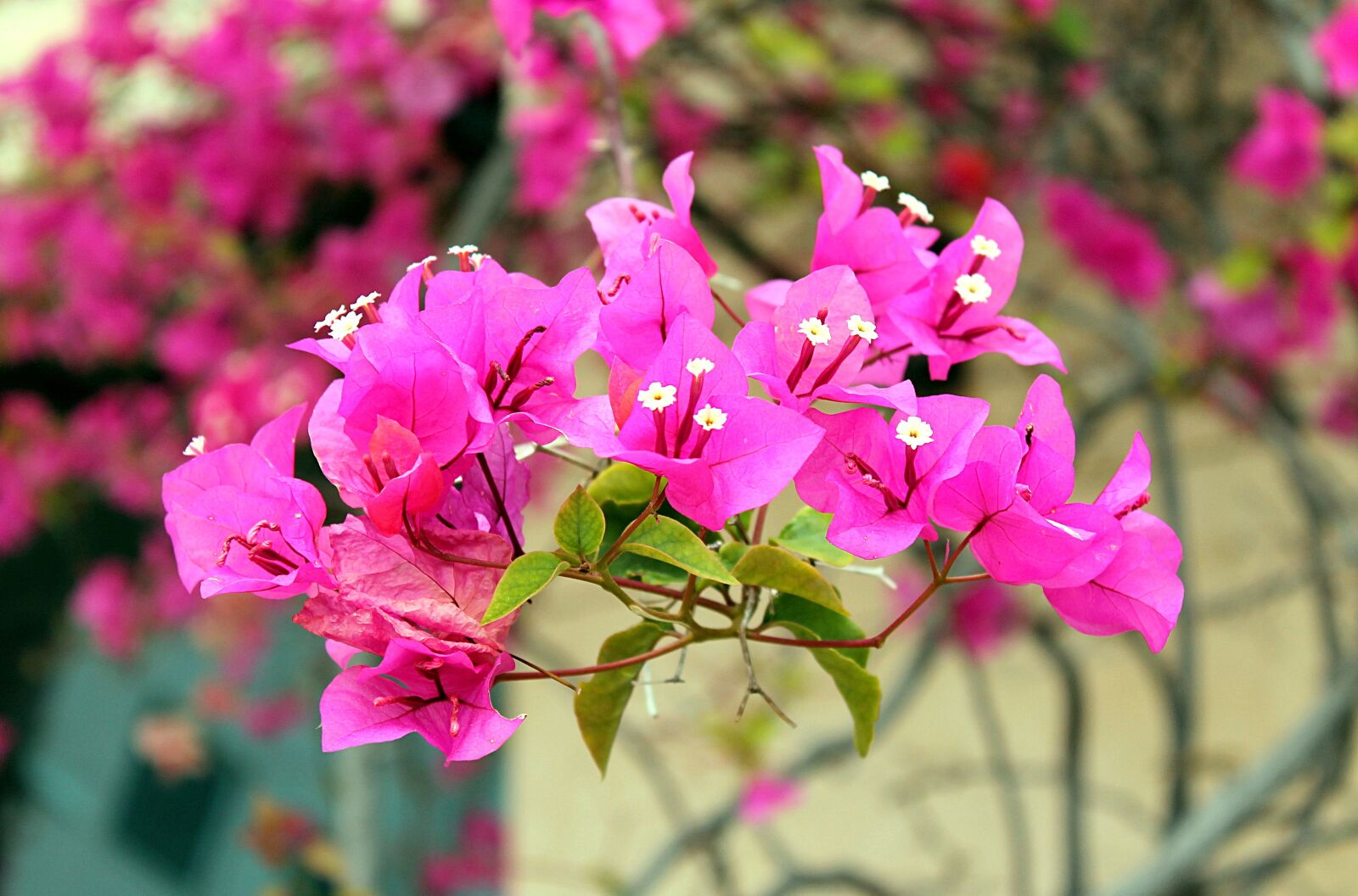 Canon EOS 1100D (EOS Rebel T3 / EOS Kiss X50) sample photo. Bougainvillea, evergreens, nyctaginaceae photography