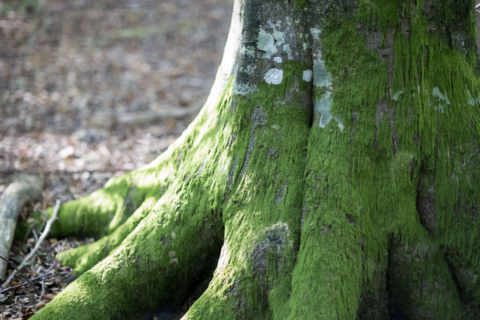 Canon EF 85mm F1.2 sample photo. Moss, nature, wood photography