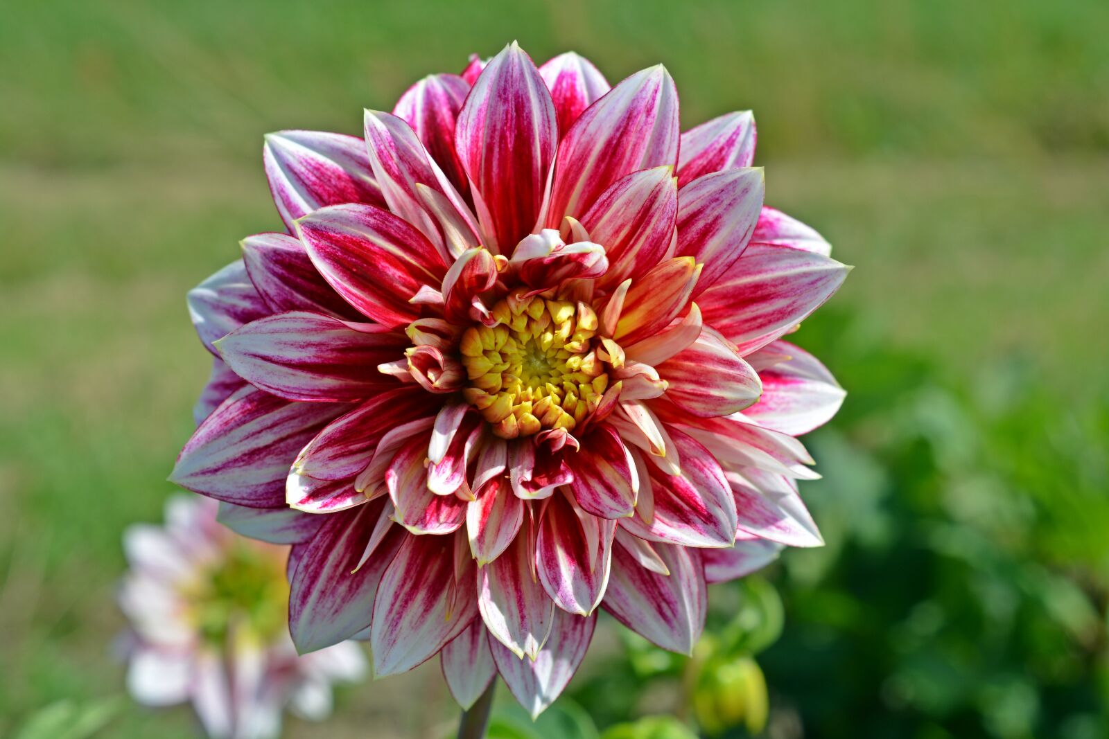 Nikon D5200 sample photo. Dahlia, blossom, bloom photography