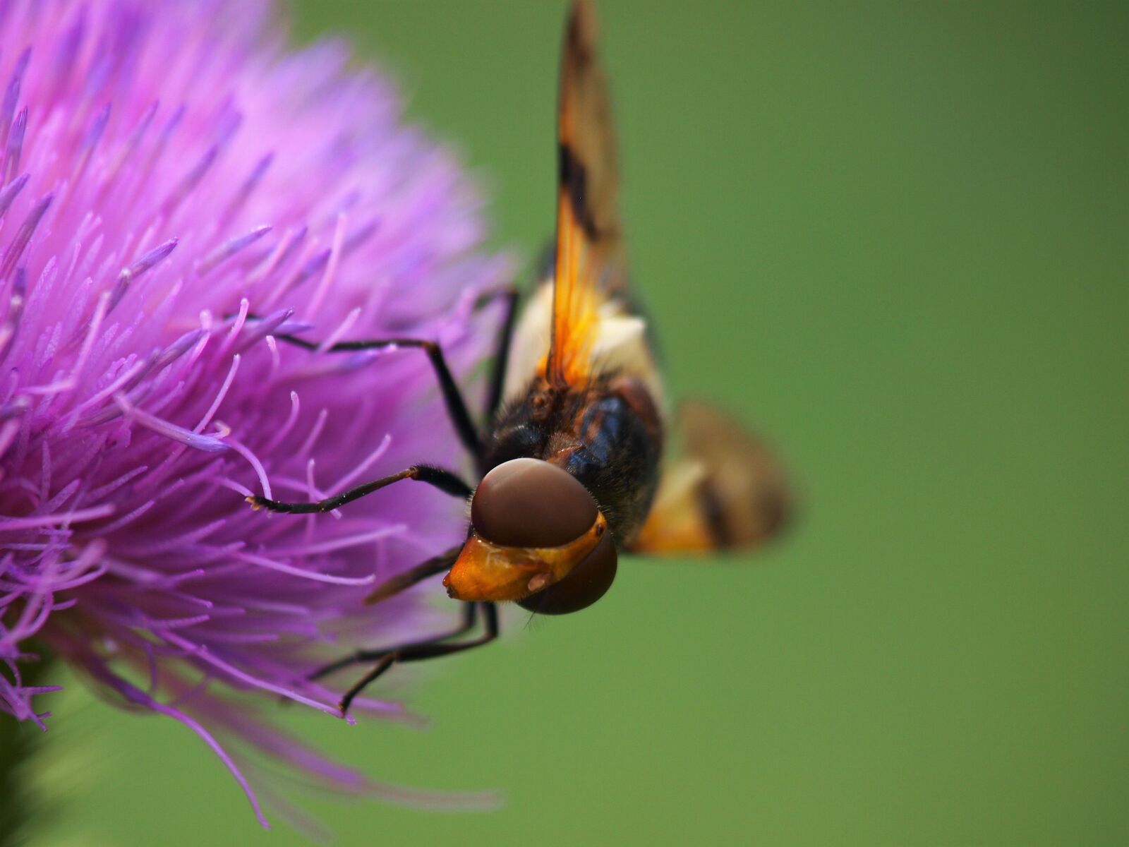 Olympus E-420 (EVOLT E-420) sample photo. Hoverfly, insect, nature photography