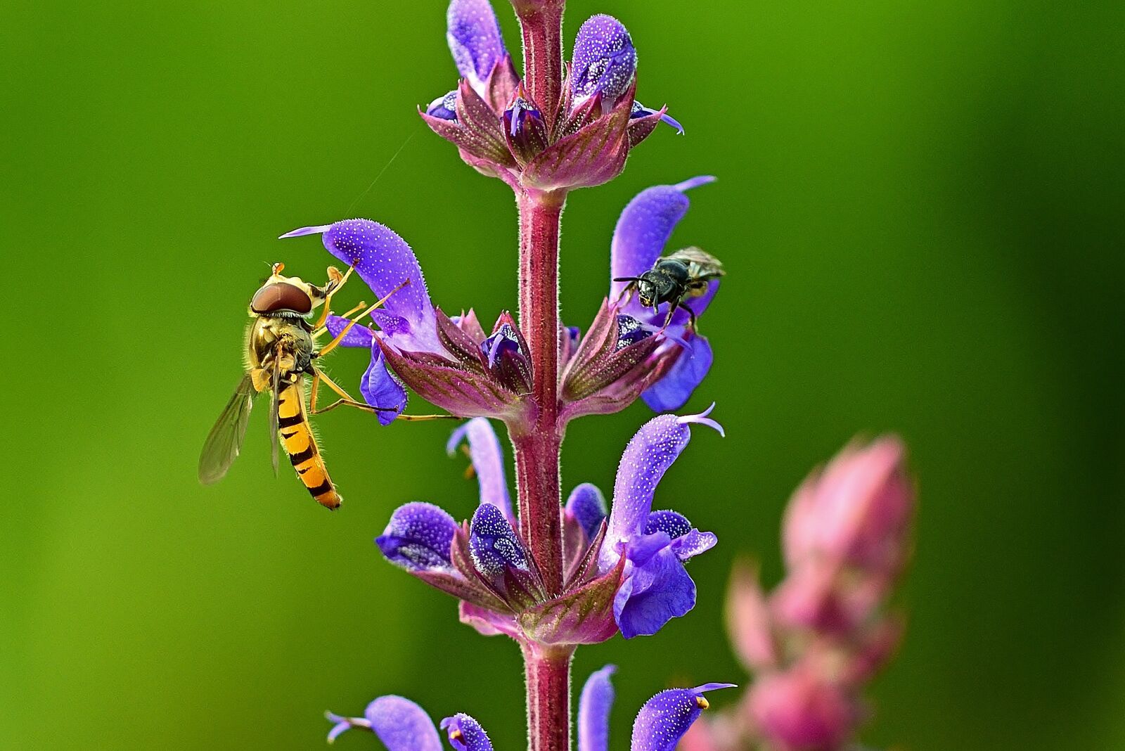 Nikon D5200 sample photo. Flowers, insect, hoverfly photography