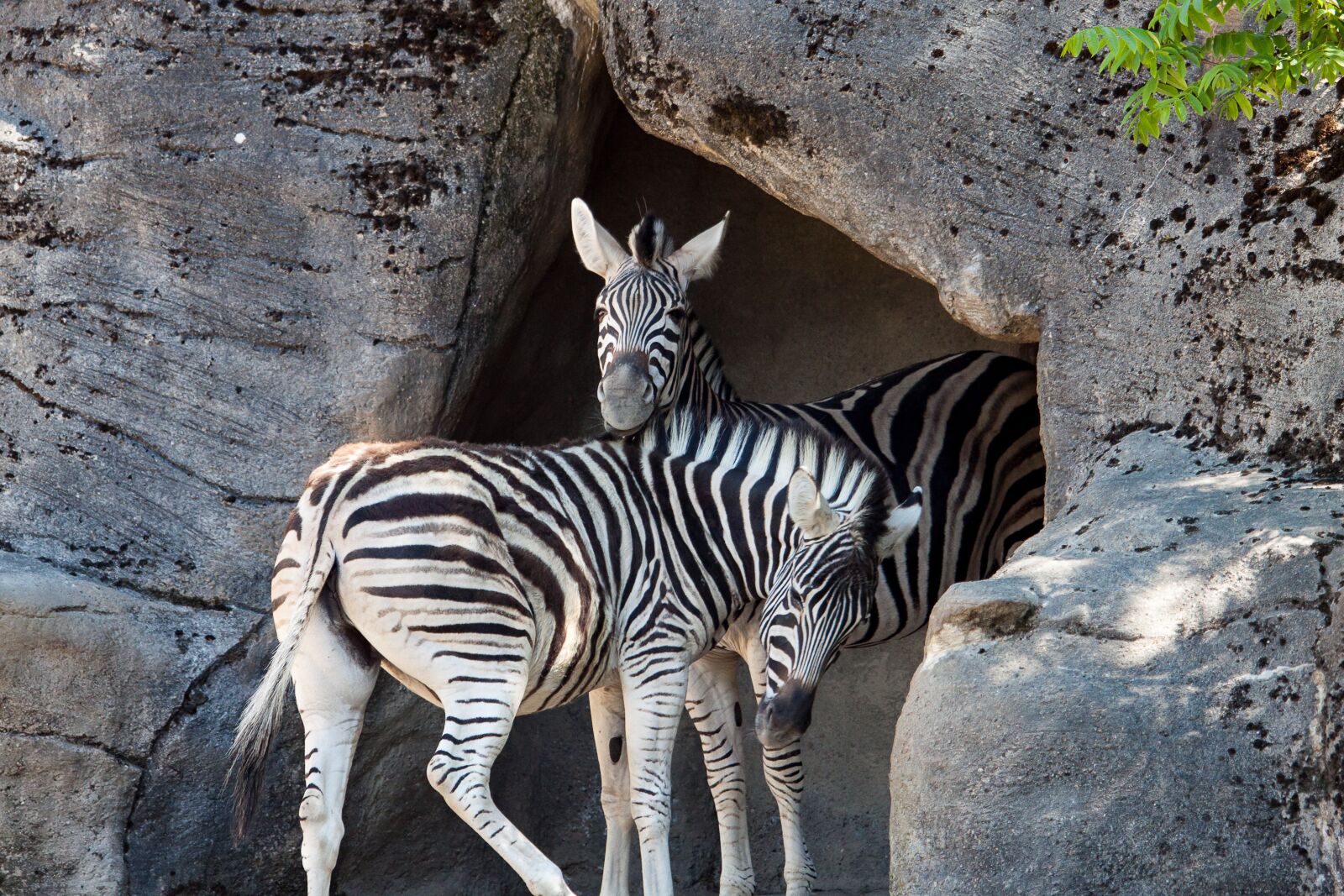 Canon EOS 50D sample photo. Zebra, wild animal, hagenbeck photography