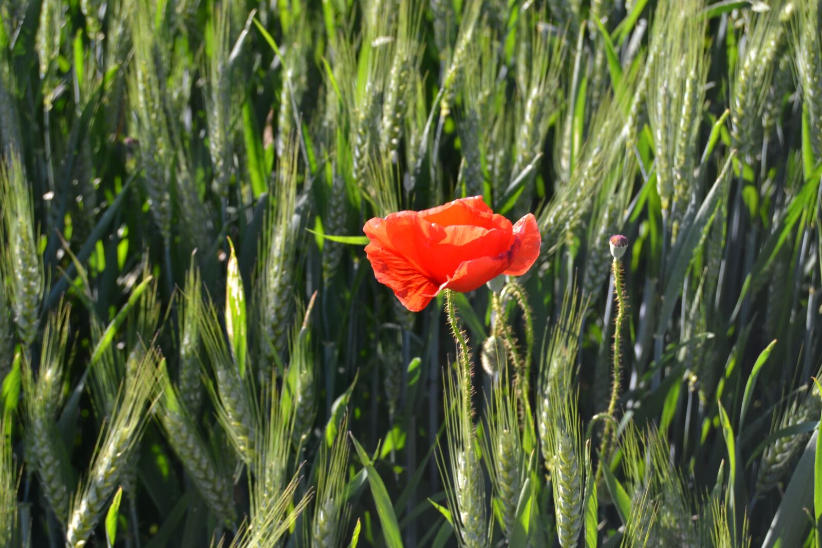 Nikon D3100 sample photo. Red flower, wheat, poppy photography