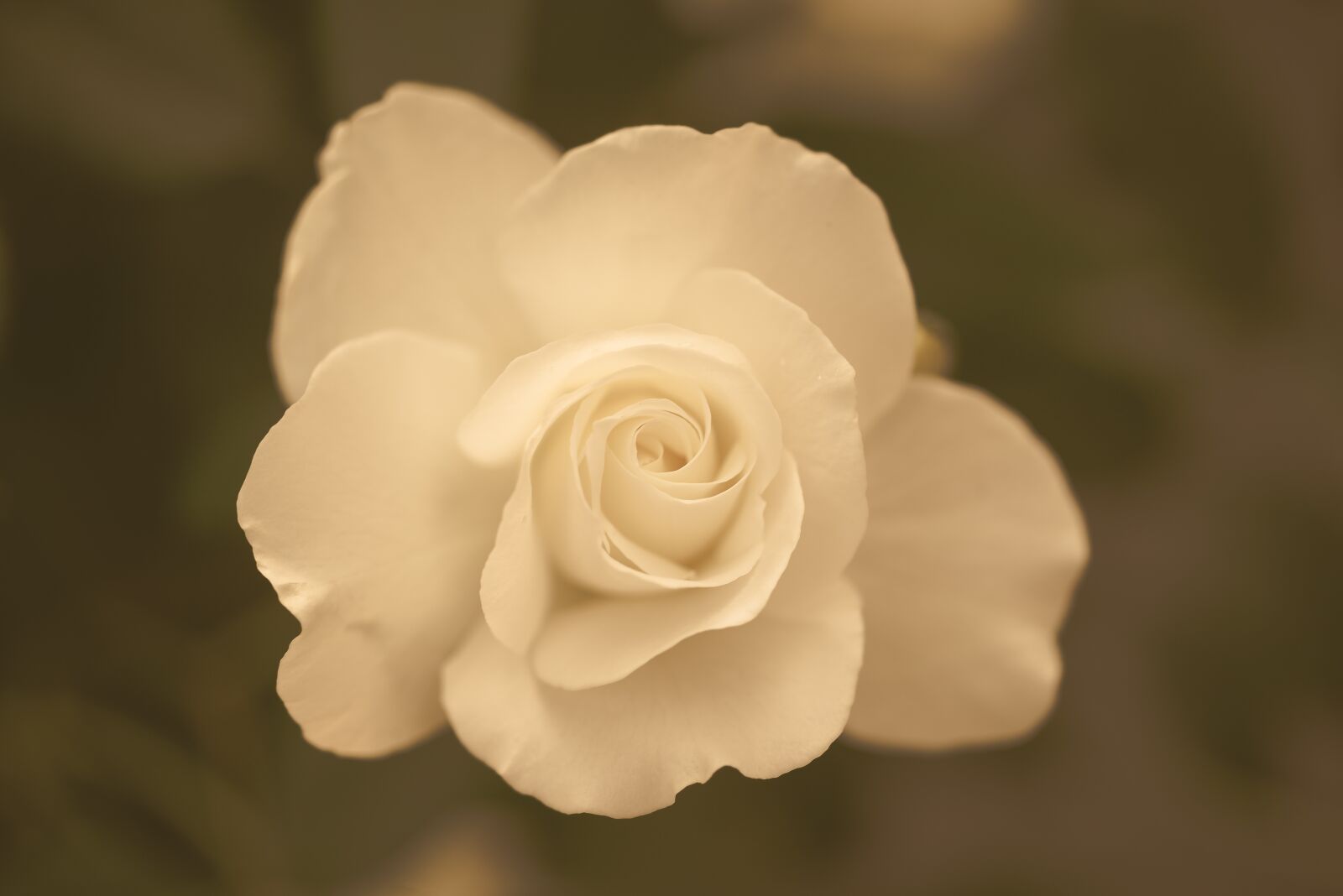 Nikon D610 sample photo. White, rose, sepia photography