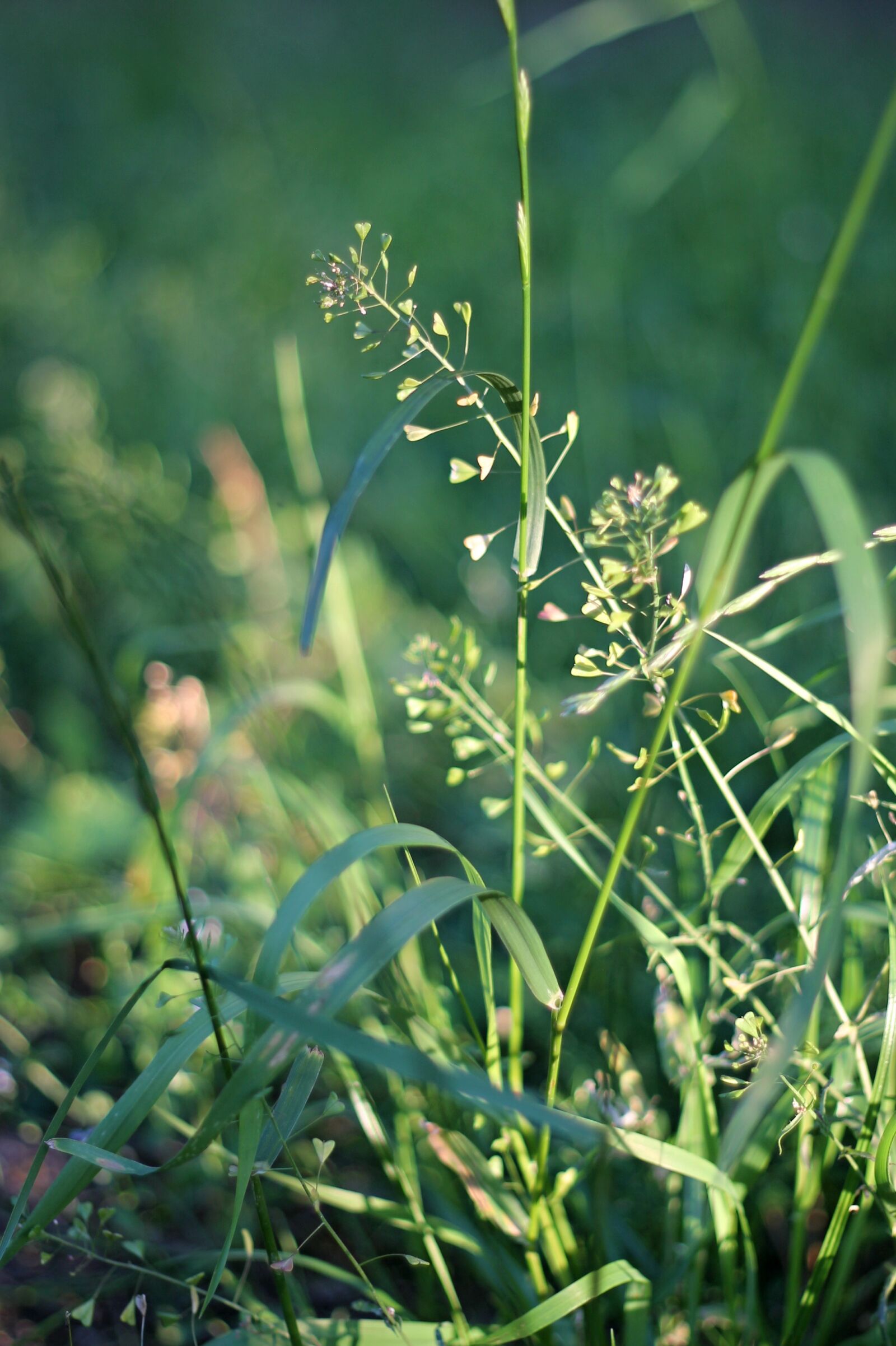 Canon EF 50mm F1.8 II sample photo. Grass, field, forest photography