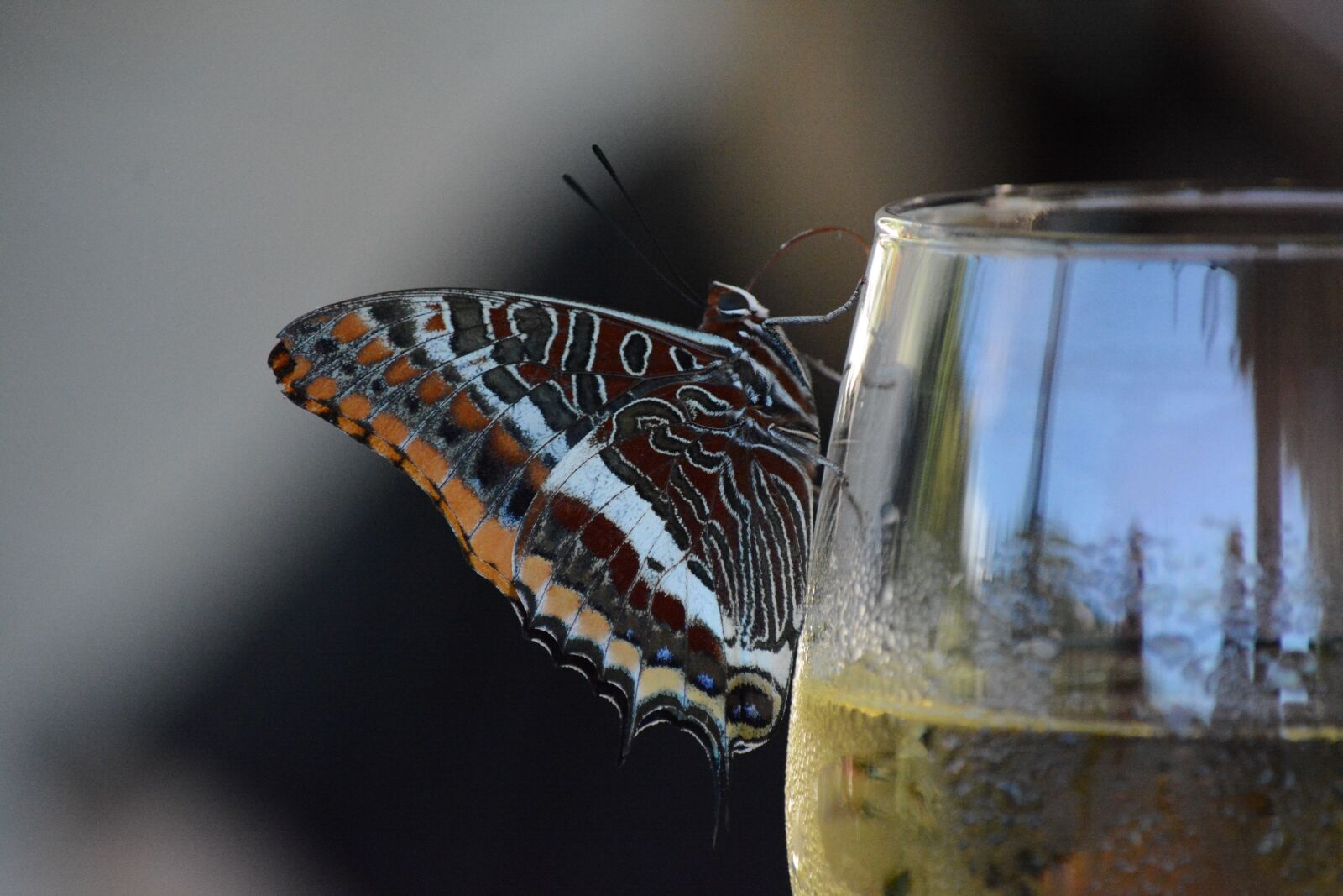 Nikon D7100 sample photo. Butterfly, wine, glass photography