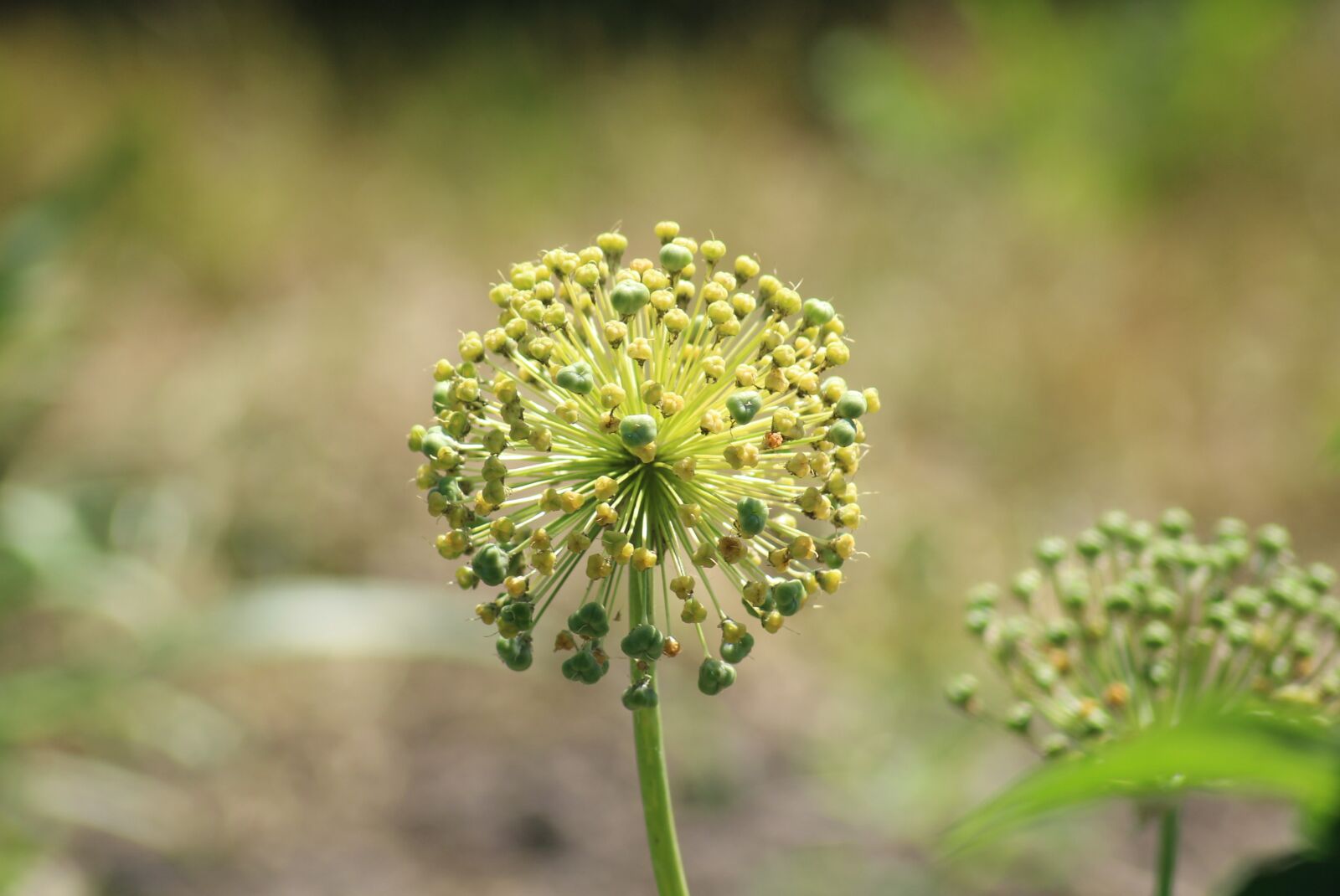 Canon EOS 1200D (EOS Rebel T5 / EOS Kiss X70 / EOS Hi) sample photo. Garlic, garlic g wkowaty photography