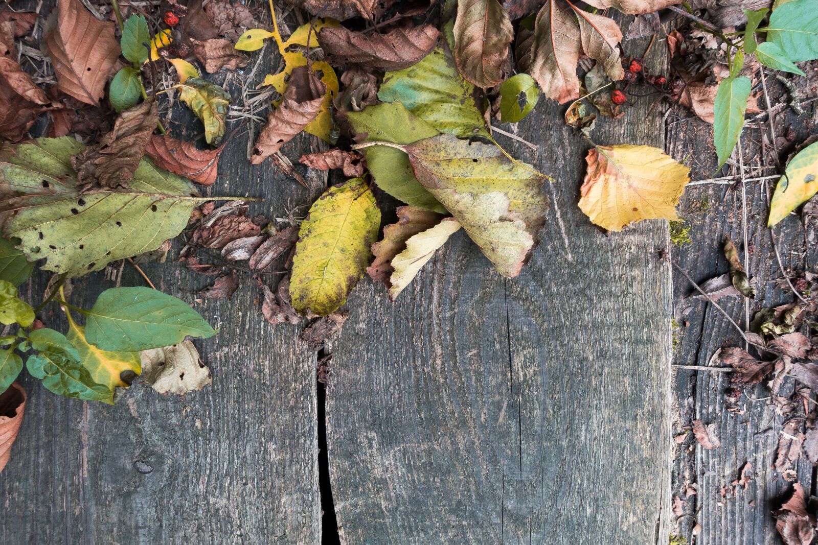 Sony Cyber-shot DSC-RX100 III sample photo. Autumn, leaves, colorful photography