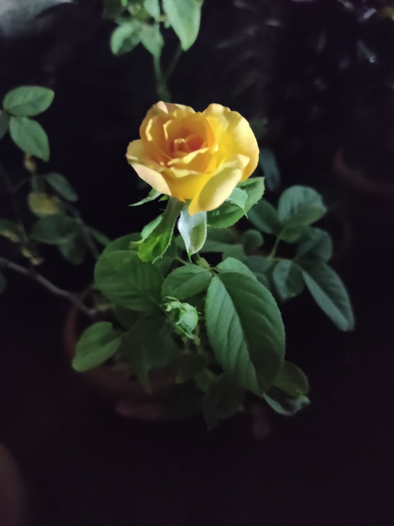 Realme XT sample photo
