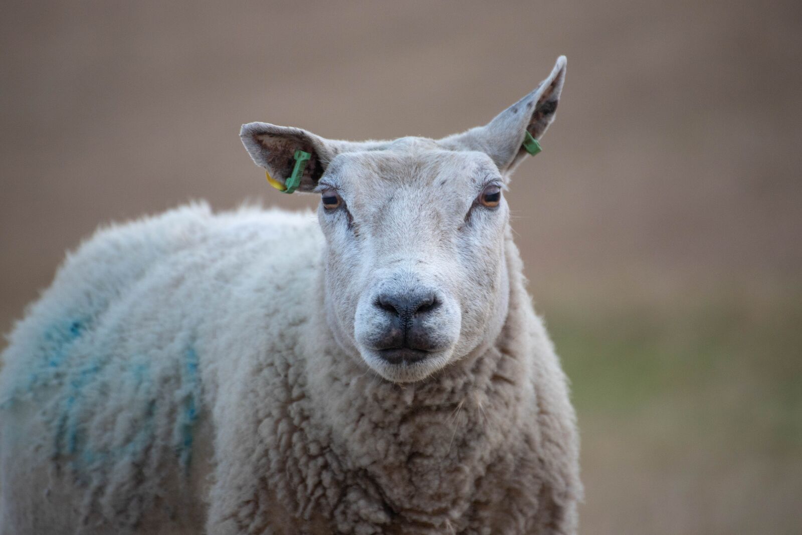 Canon EOS 6D Mark II sample photo. Sheep, zeedijk, friesland photography