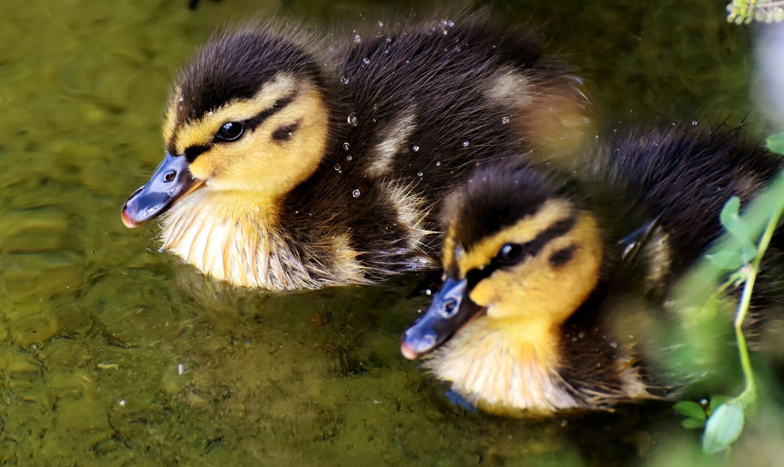 Nikon D7200 sample photo. Mallard, chicks, baby photography