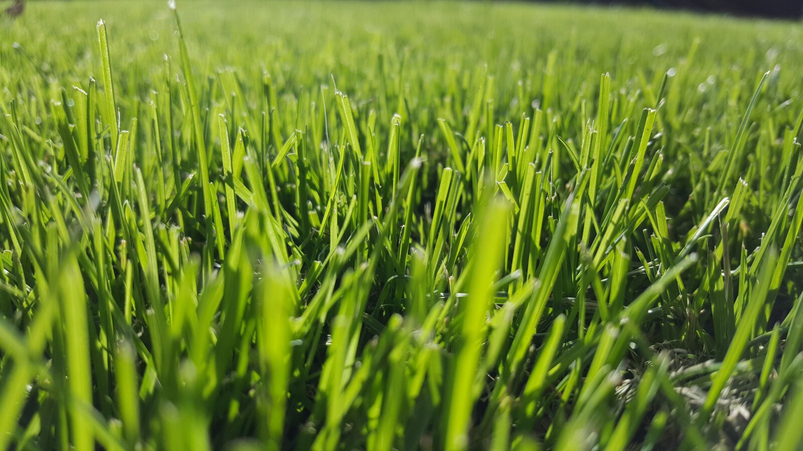 Samsung Galaxy S6 sample photo. Grass, green, nature photography