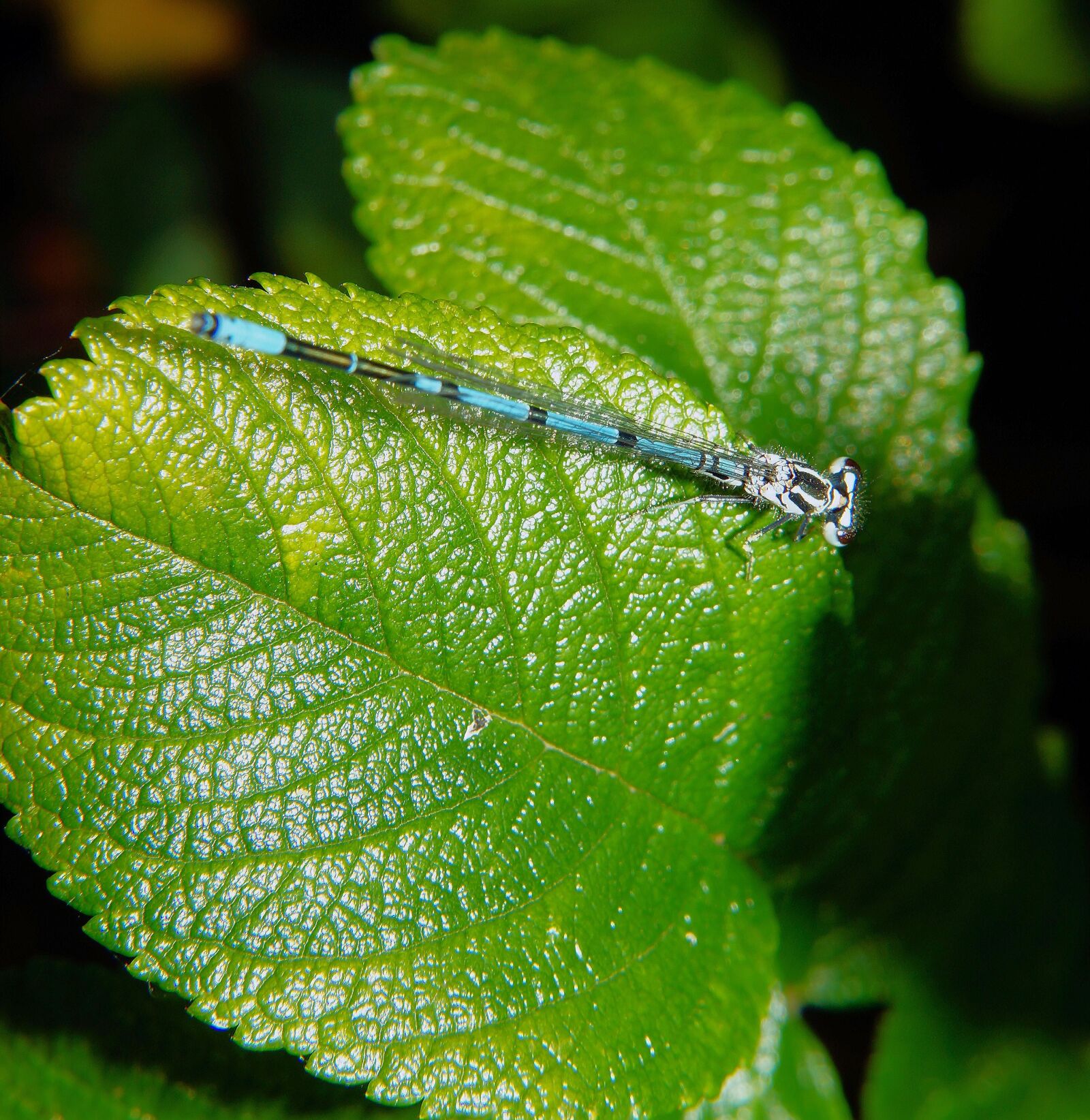 Sony SLT-A58 sample photo. Dragonfly, leaf, macro photography