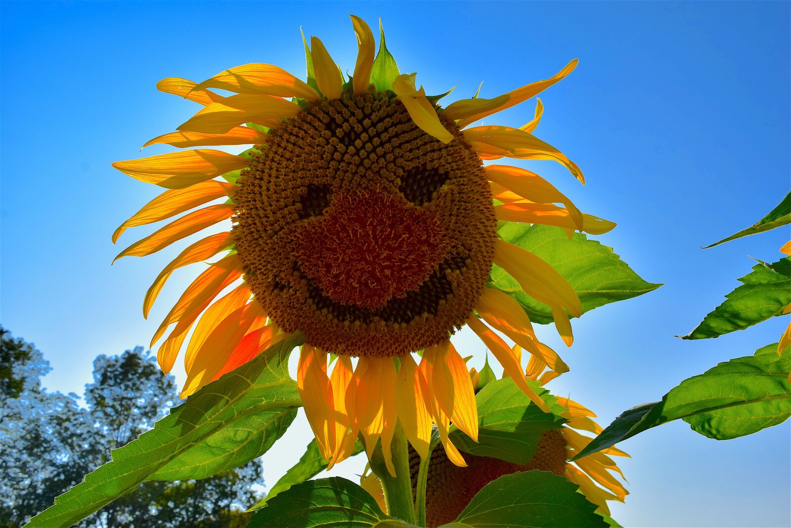 Nikon D3300 sample photo. Sunflower, face, yellow photography