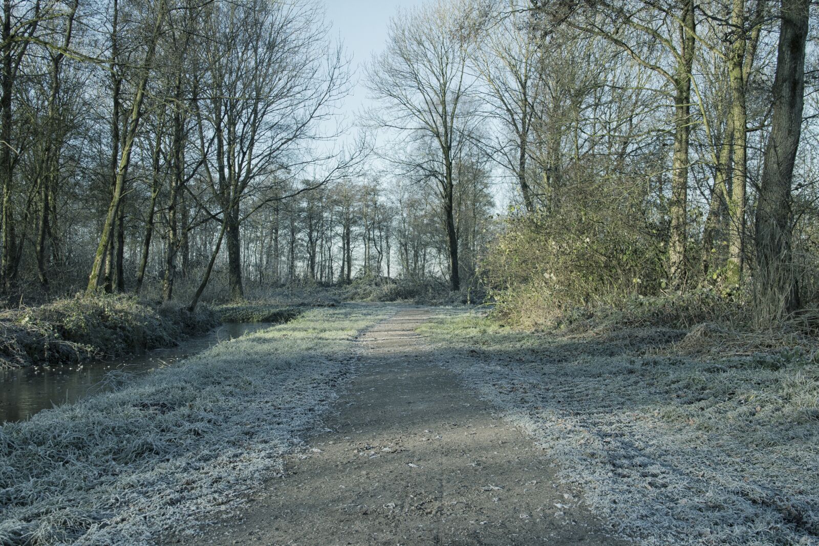 Canon EOS 70D + Canon EF-S 18-135mm F3.5-5.6 IS sample photo. Forest, frost, nature, path photography