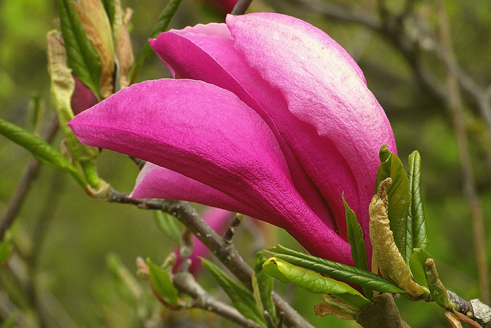 Samsung WB750 sample photo. Magnolia, flower, pink photography