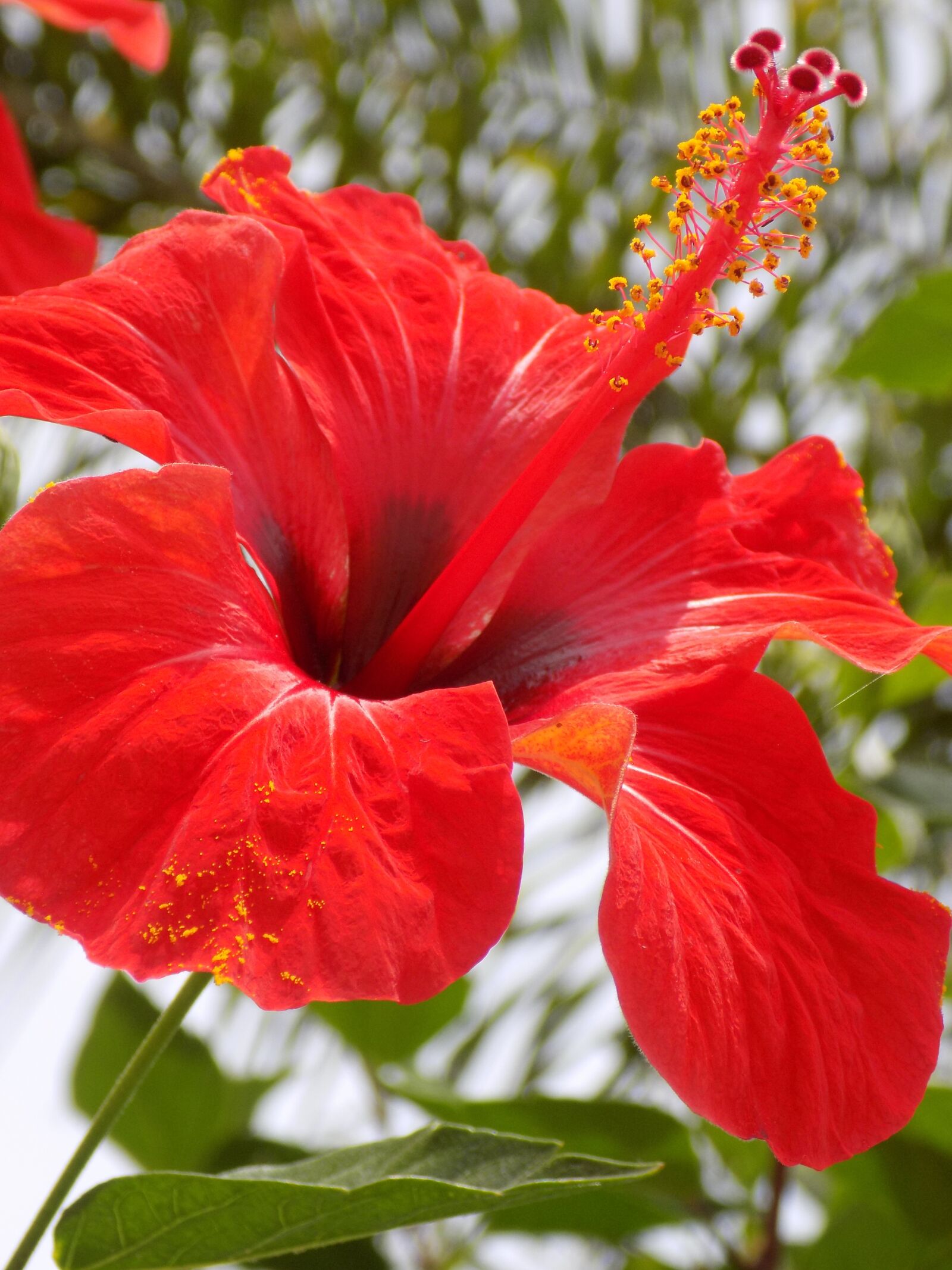 Nikon COOLPIX L340 sample photo. Red, blossom, bloom photography