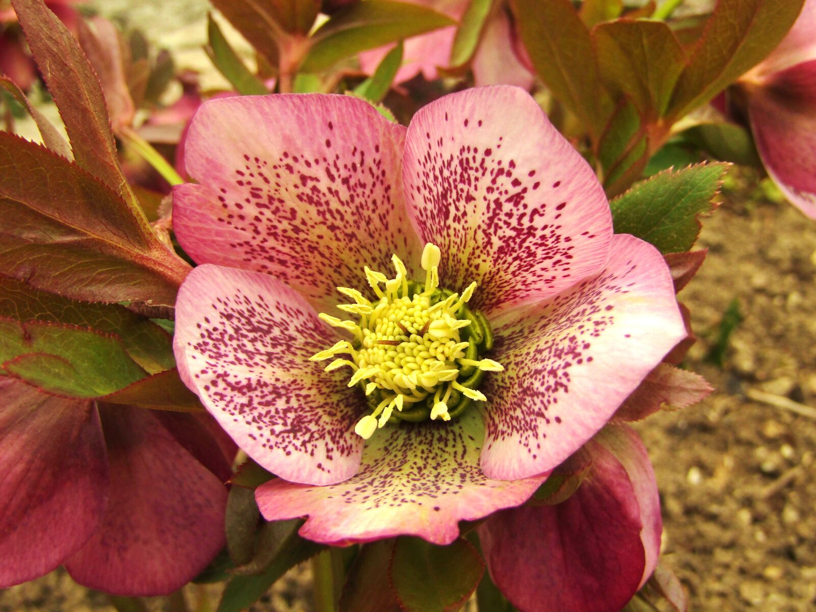 Canon POWERSHOT SX432 IS sample photo. Christmas rose, speckled, rose photography
