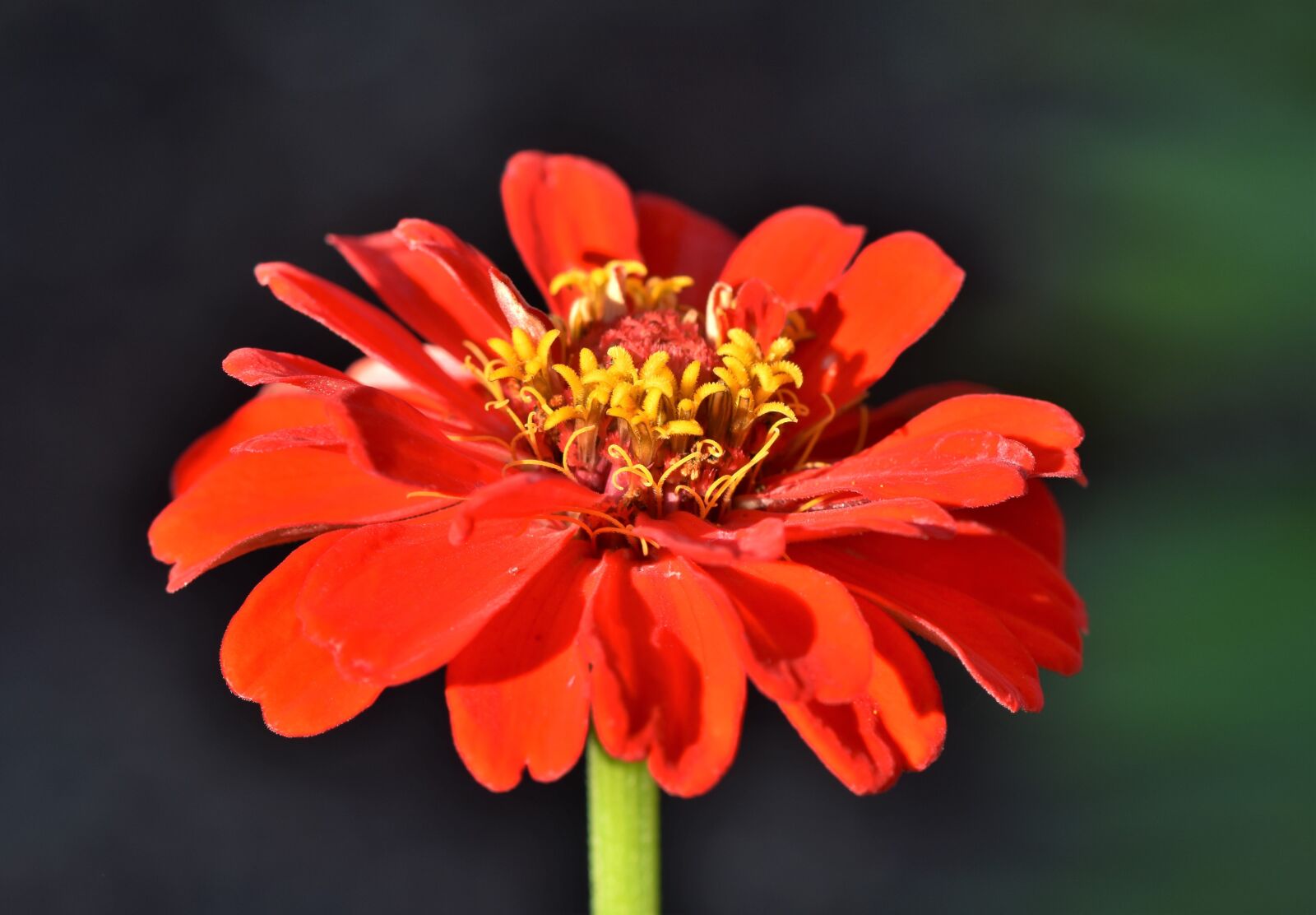 Nikon D7200 sample photo. Zinnia, composites, blossom photography