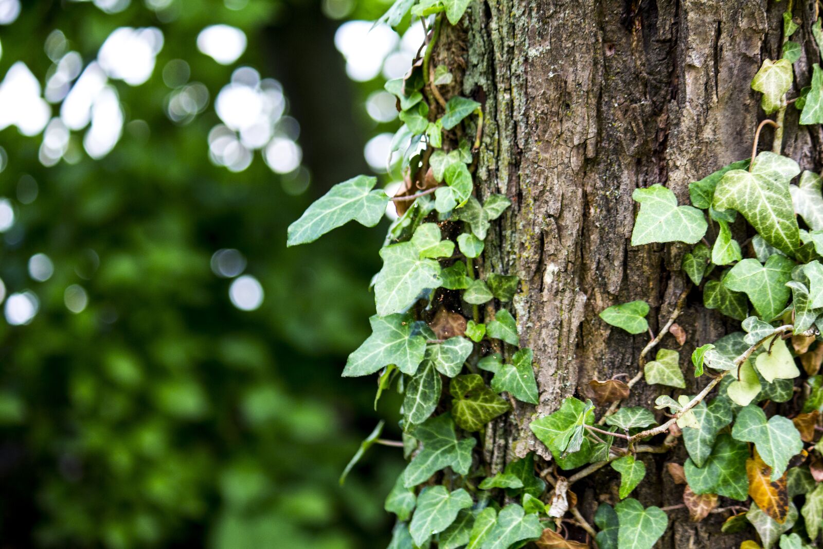 Canon EOS 700D (EOS Rebel T5i / EOS Kiss X7i) + Canon EF-S 55-250mm F4-5.6 IS sample photo. Tree, ivy, nature photography