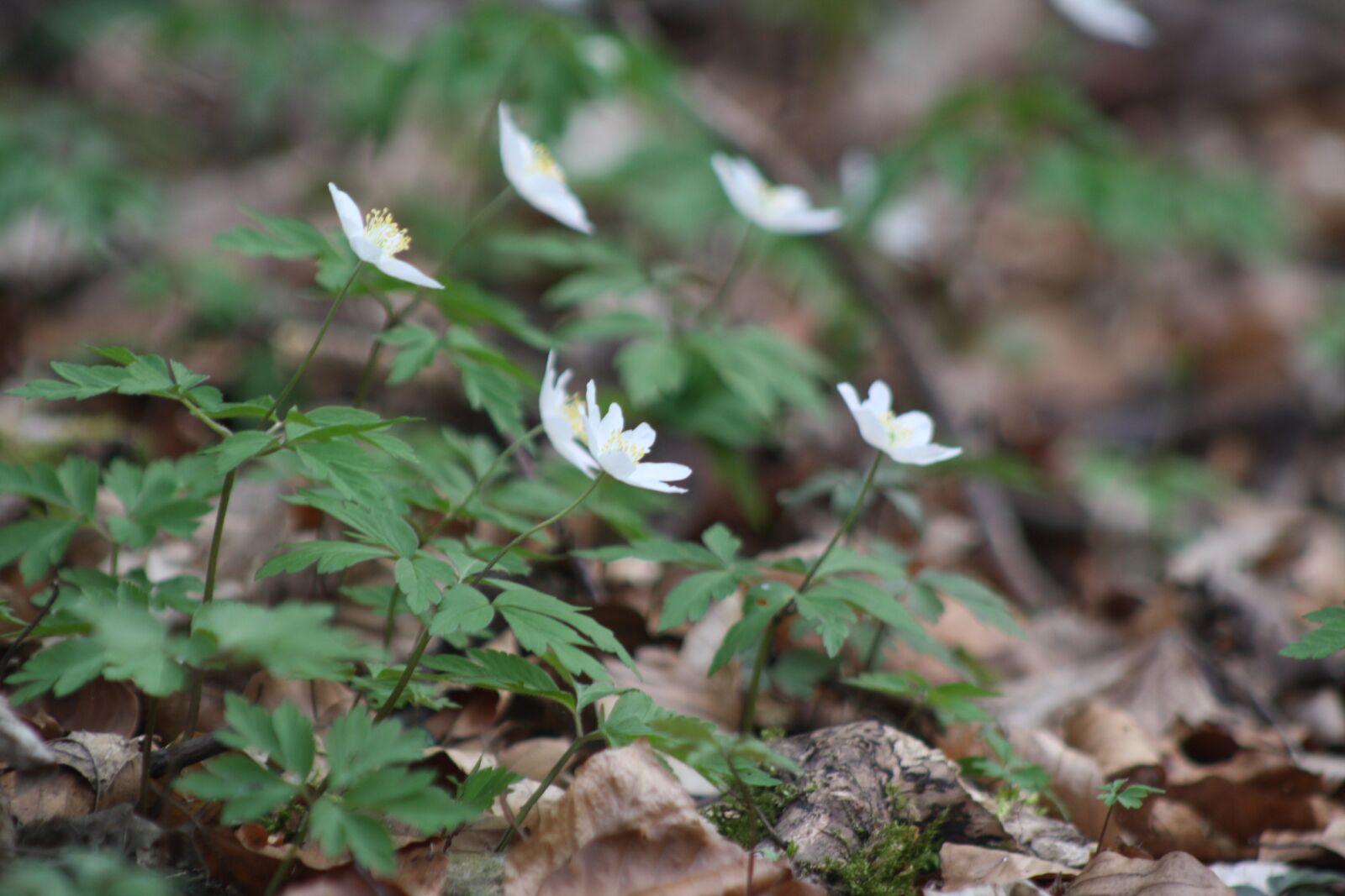 Canon EOS 1000D (EOS Digital Rebel XS / EOS Kiss F) sample photo. Forest, blossom, bloom photography