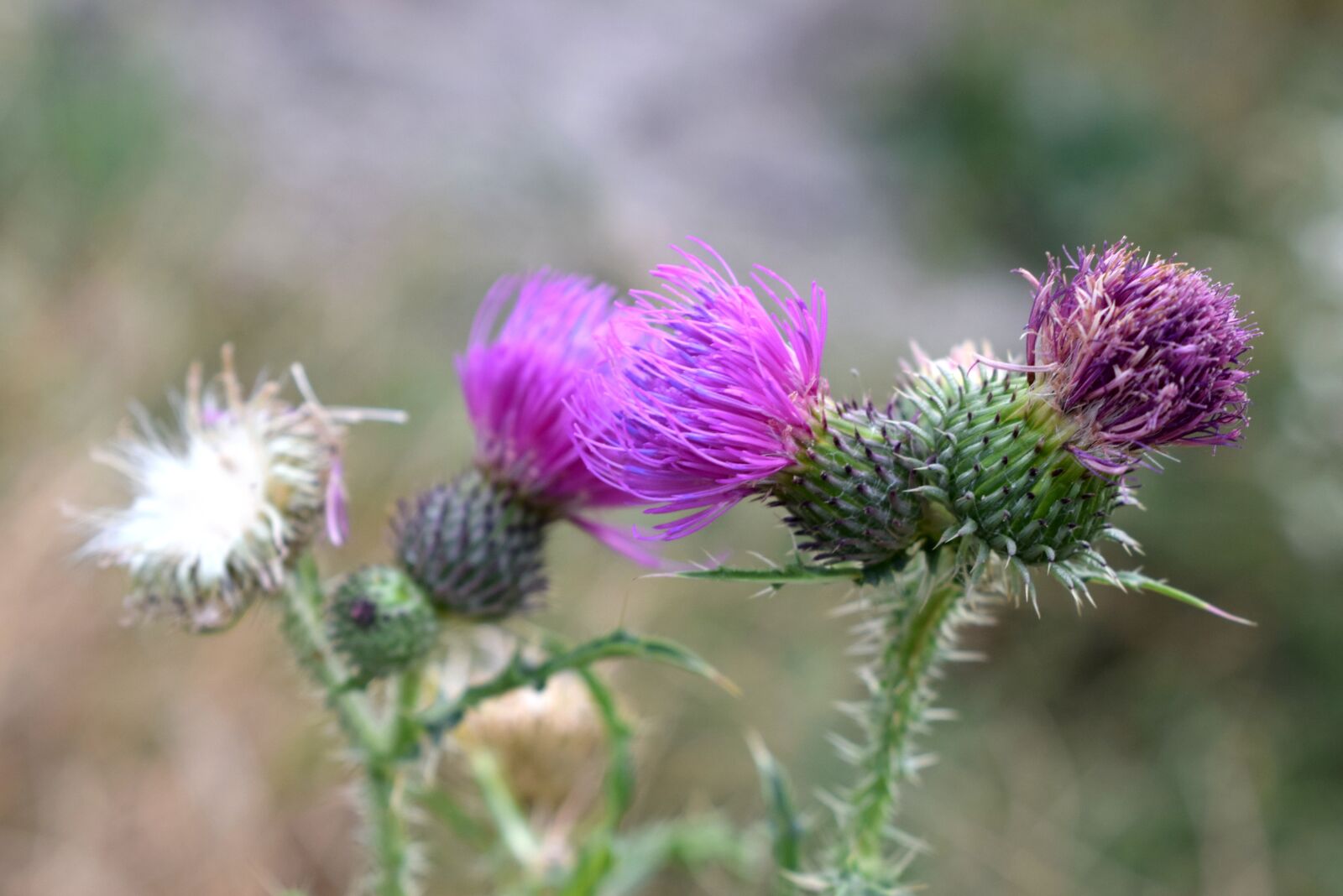 Nikon D3300 sample photo. Thistle, flowers, purple flower photography