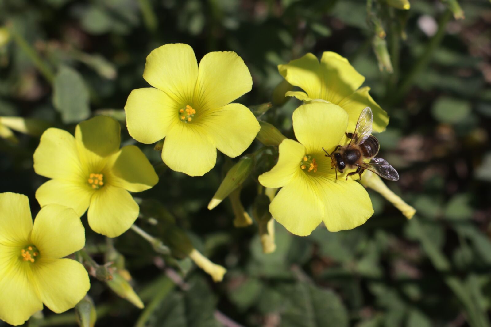 Canon EOS M50 (EOS Kiss M) sample photo. Bee, flower, yellow flower photography