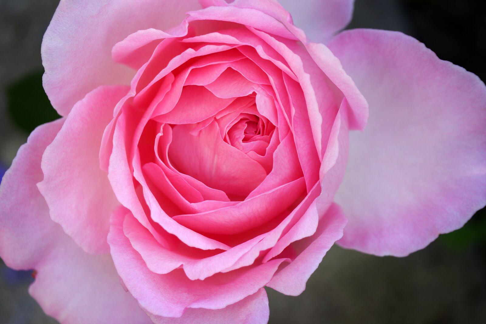 Panasonic Lumix DMC-G5 sample photo. Rose, pink, flower photography