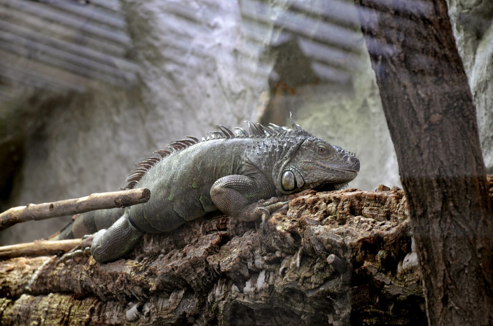 Nikon D5100 sample photo. Reptile, nature, lizard photography