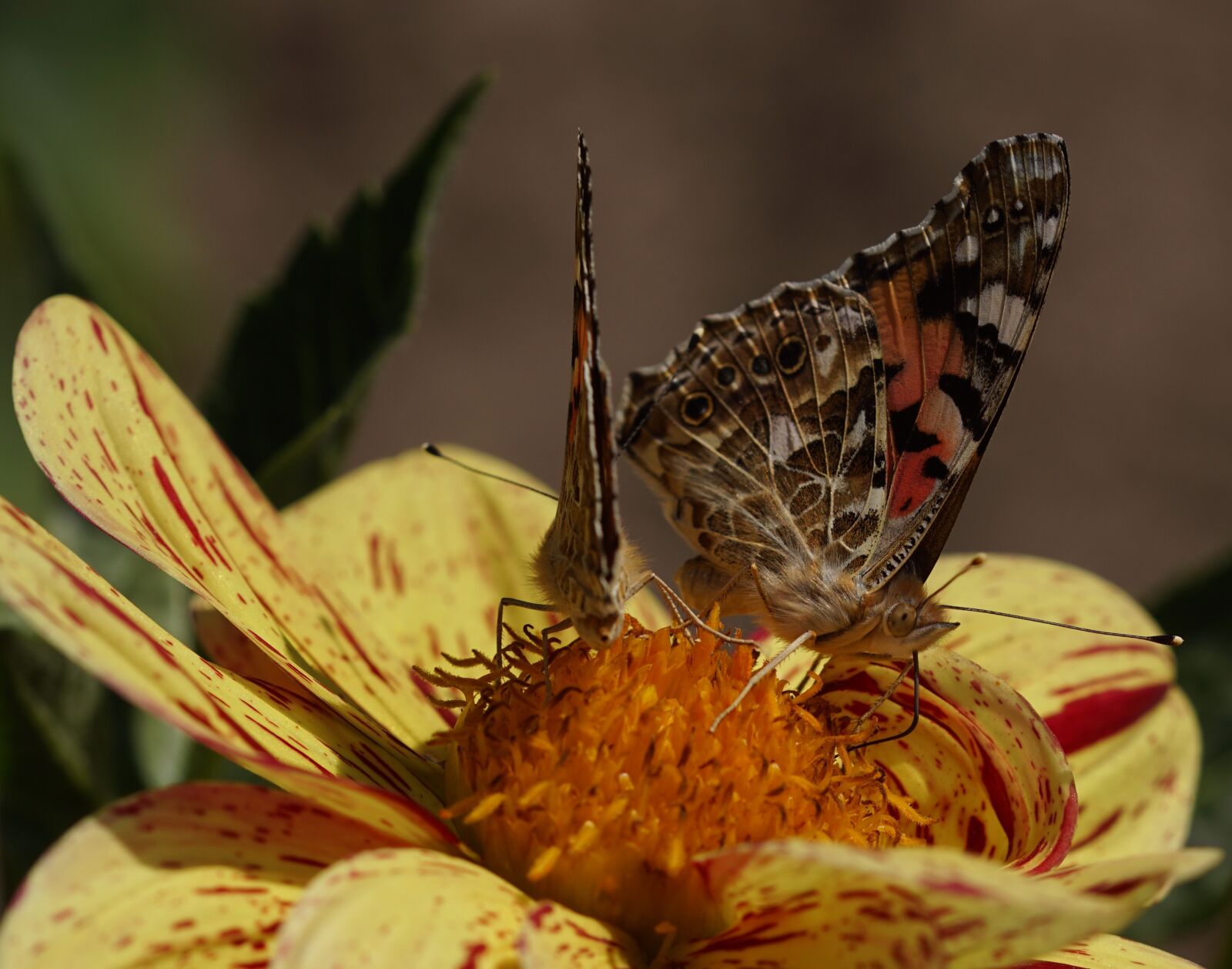 Sony SLT-A68 + 105mm F2.8 sample photo. Vanessa cardui, walking butterfly photography