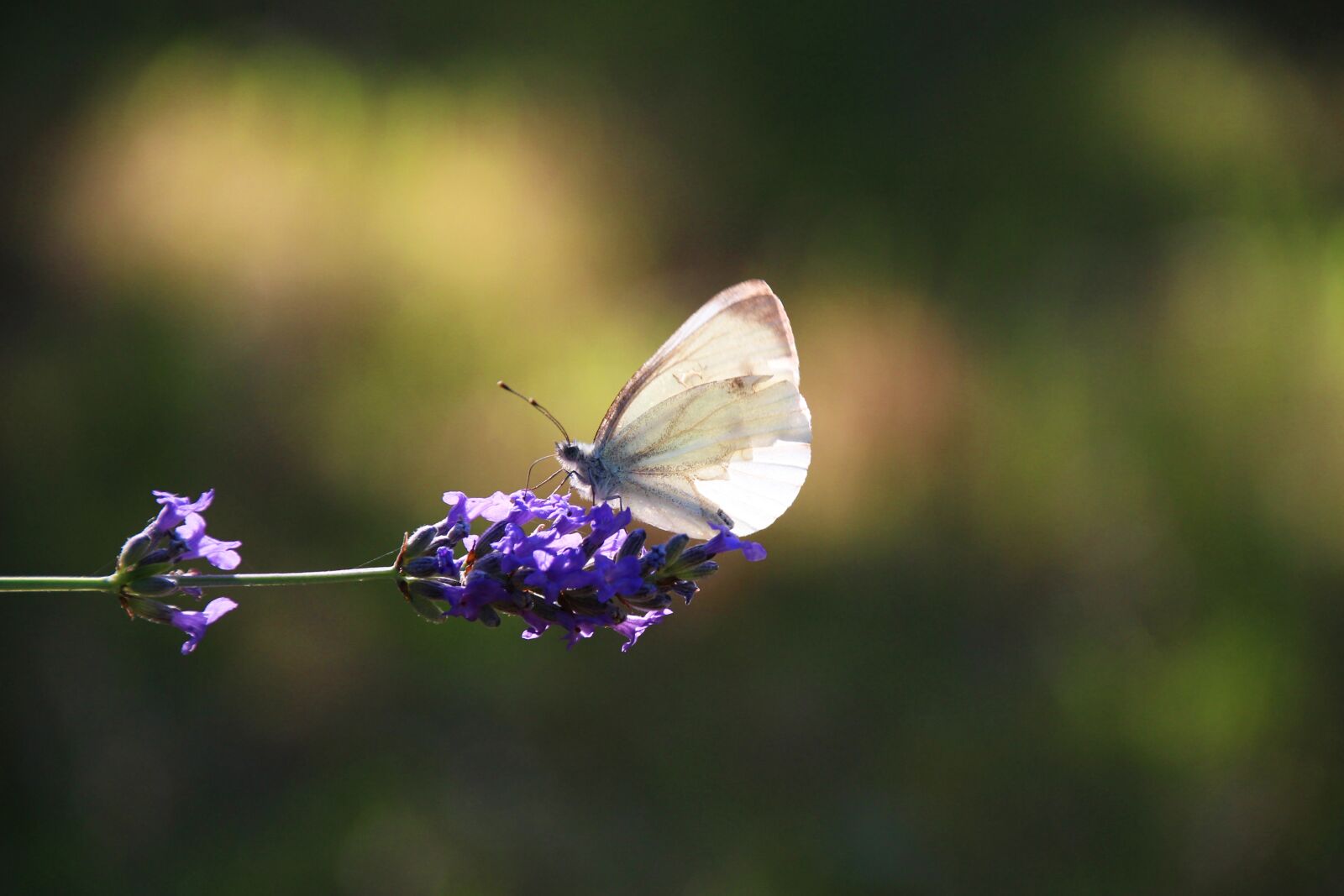 Canon EOS 100D (EOS Rebel SL1 / EOS Kiss X7) sample photo. Butterfly, cabbage, lavender photography