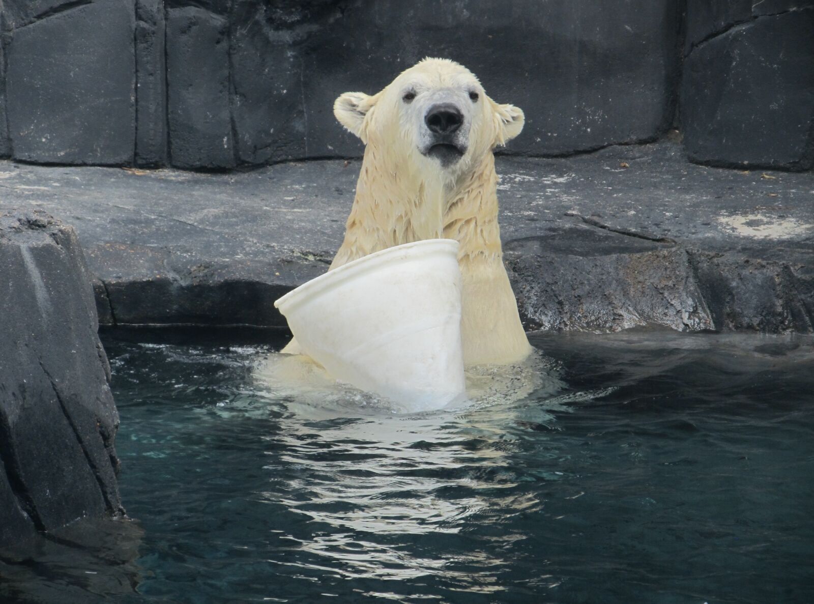 Canon PowerShot SX130 IS sample photo. Polar bear, portrait, wildlife photography