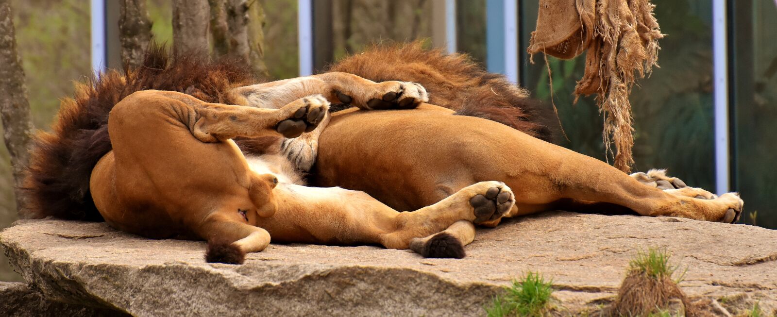 Nikon D7200 sample photo. Lion, predator, sleep photography