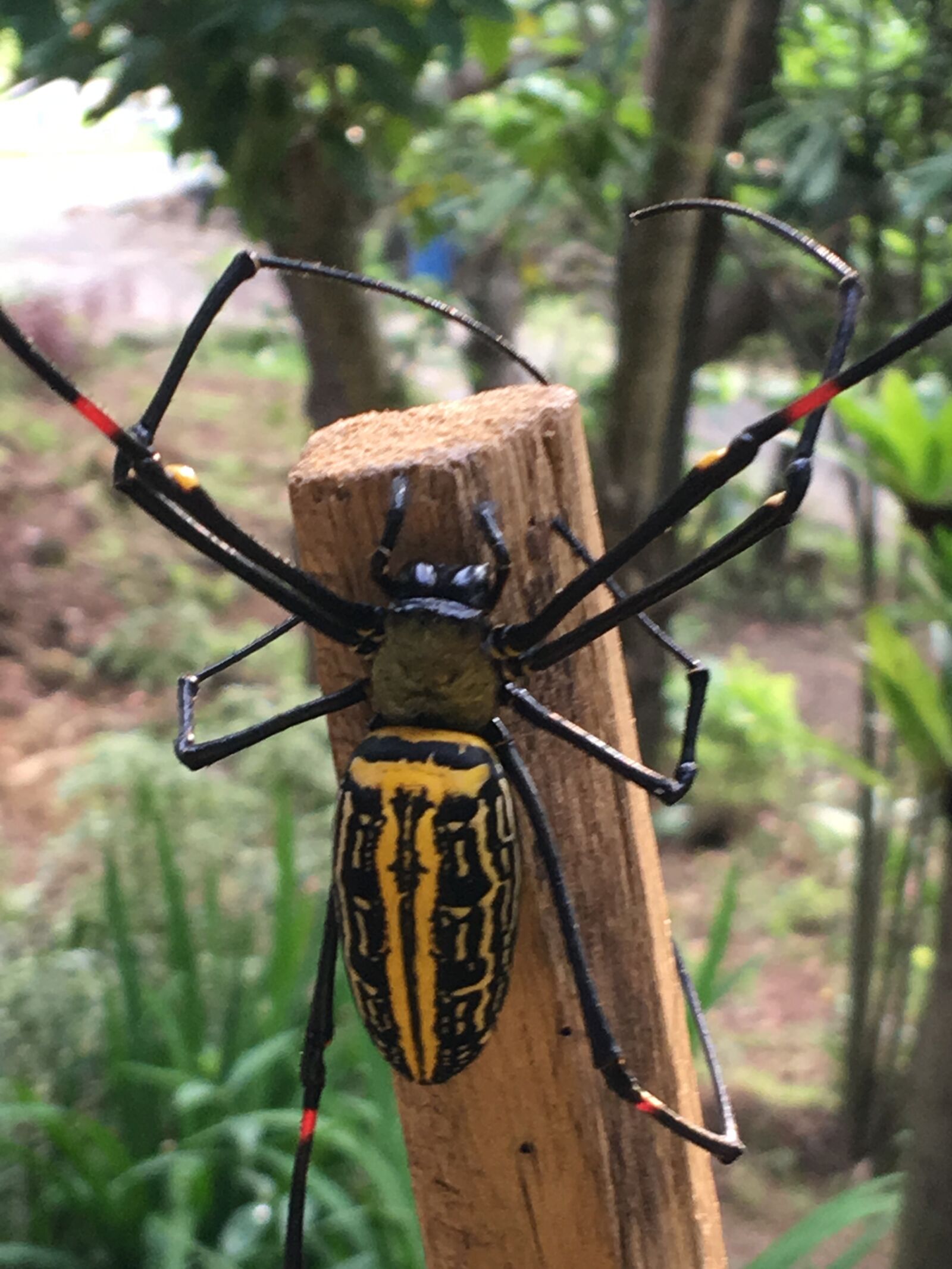 iPhone 6s Plus back camera 4.15mm f/2.2 sample photo. Philippines, backyard, spider photography
