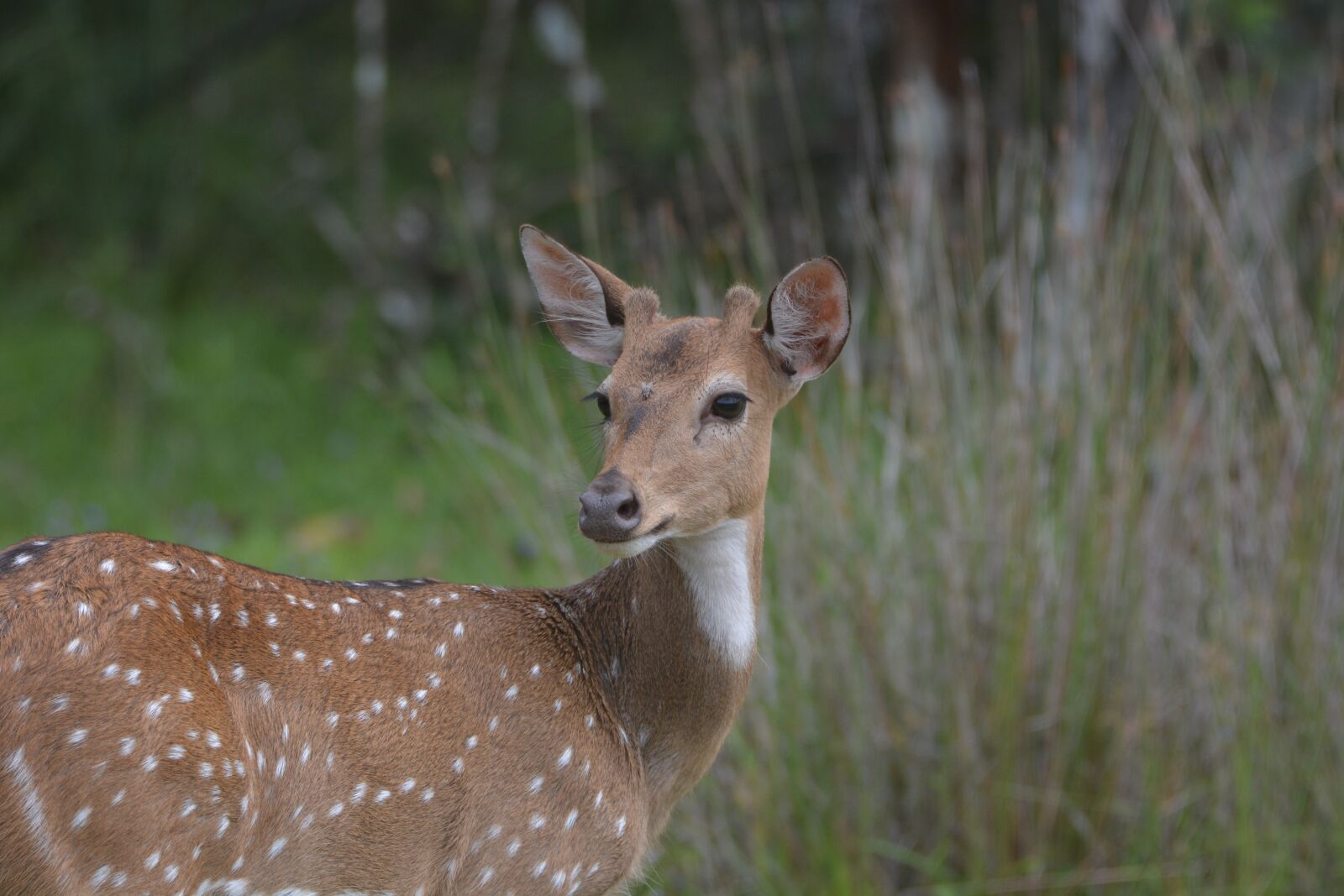 Nikon D7100 sample photo. Deer, wildlife, outdoor photography