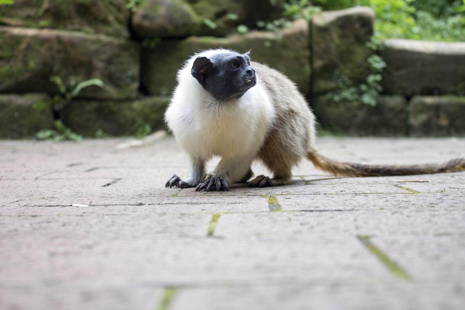Canon EOS 1100D (EOS Rebel T3 / EOS Kiss X50) sample photo. Monkey, little monkey, tail photography