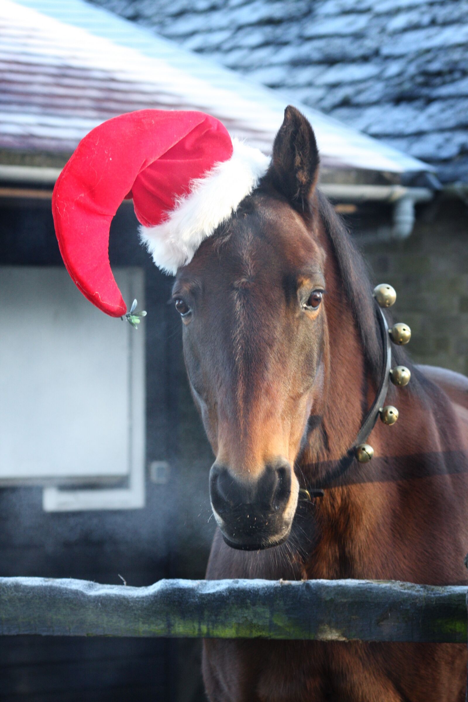 Canon EOS 40D sample photo. Santa, christmas, reindeer photography