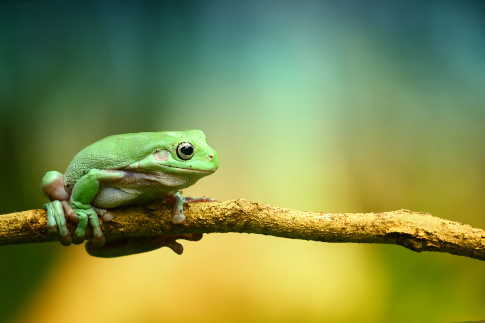 Nikon D3100 sample photo. Own, green, frog photography