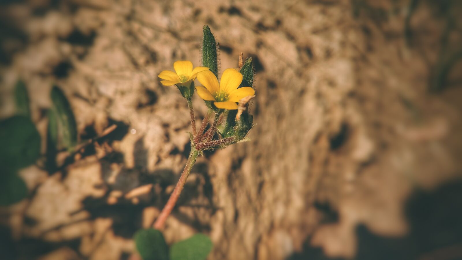 Xiaomi Redmi 4A sample photo. Nature, flora, outdoors photography