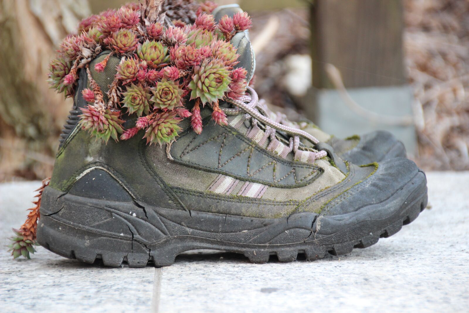 Canon EOS 600D (Rebel EOS T3i / EOS Kiss X5) sample photo. Hiking shoes, shoes, gartendeko photography